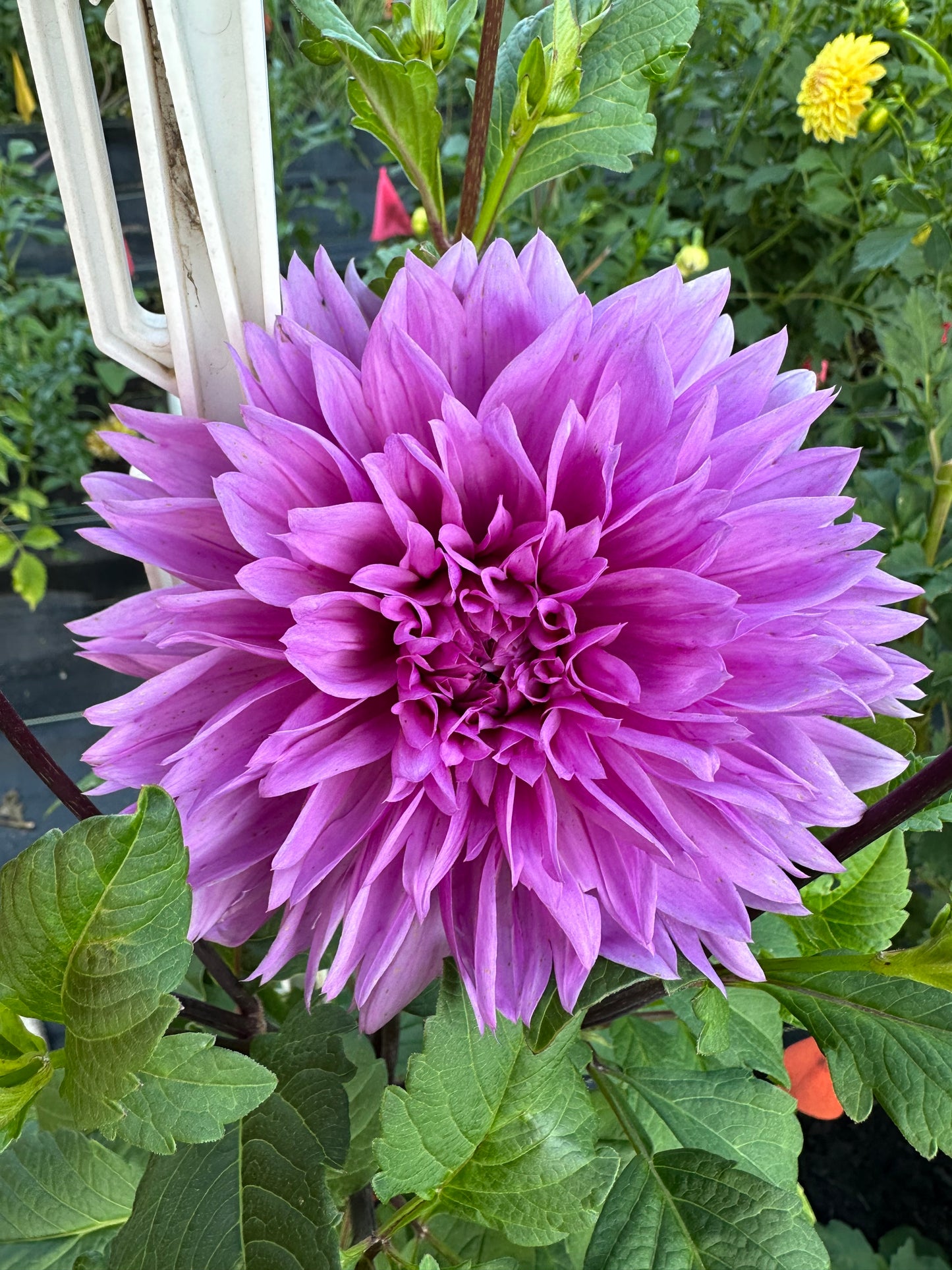 Lilac Time Dahlia Tuber