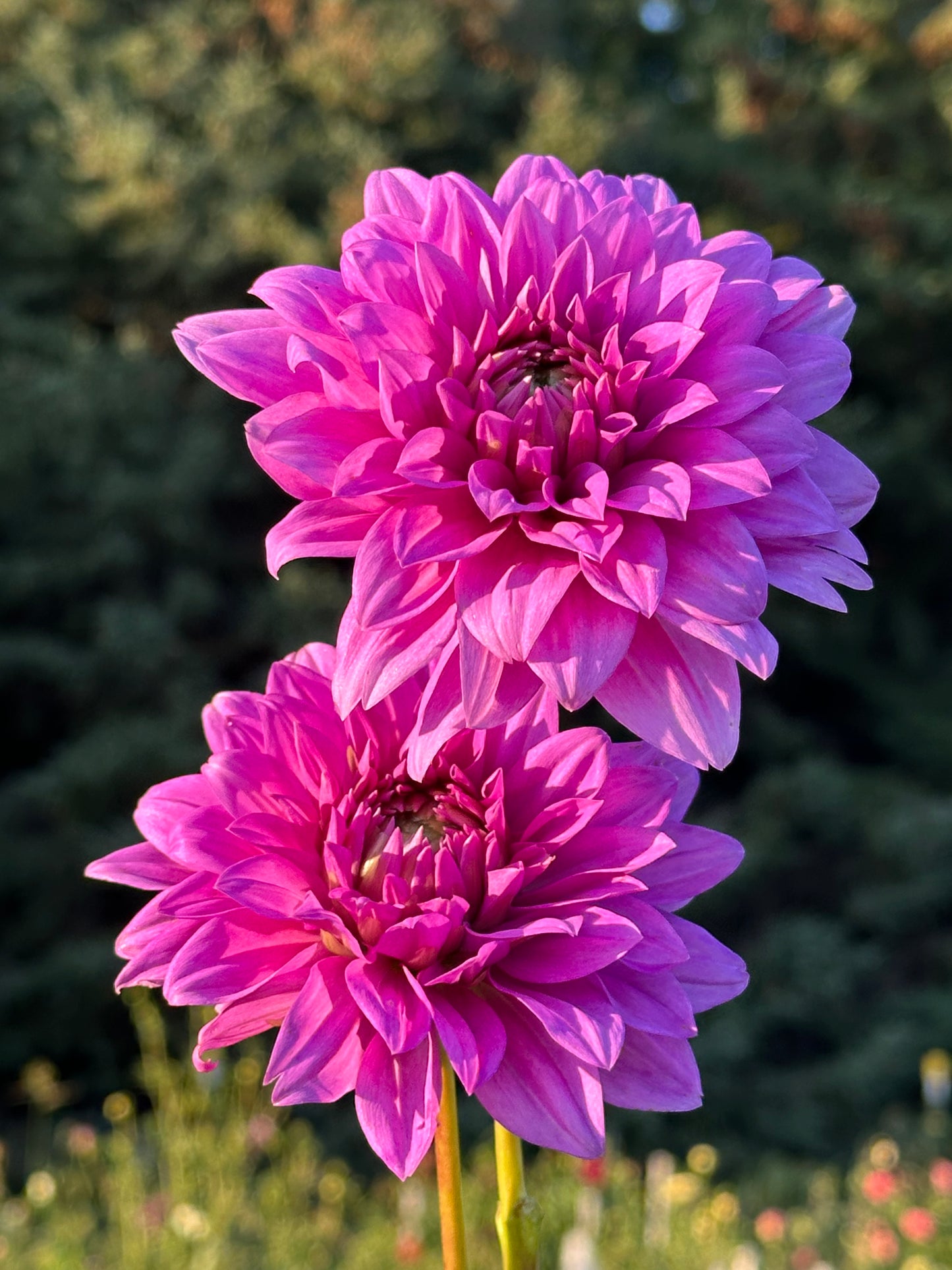 Blue Boy Dahlia