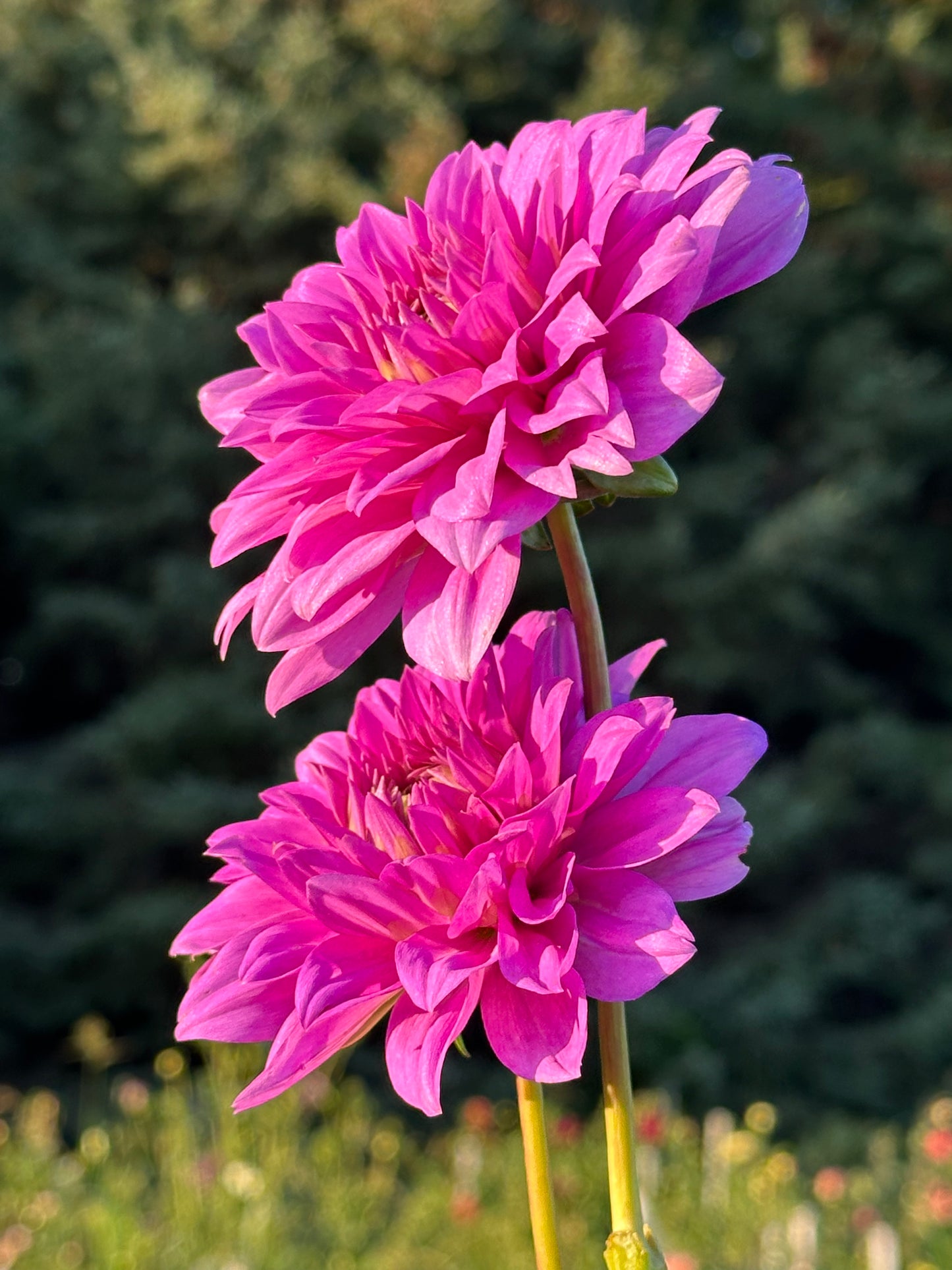 Blue Boy Dahlia