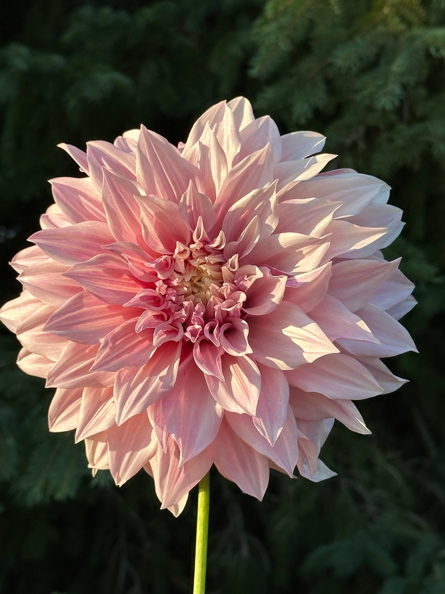 Cafe Au Lait Dahlia Tuber