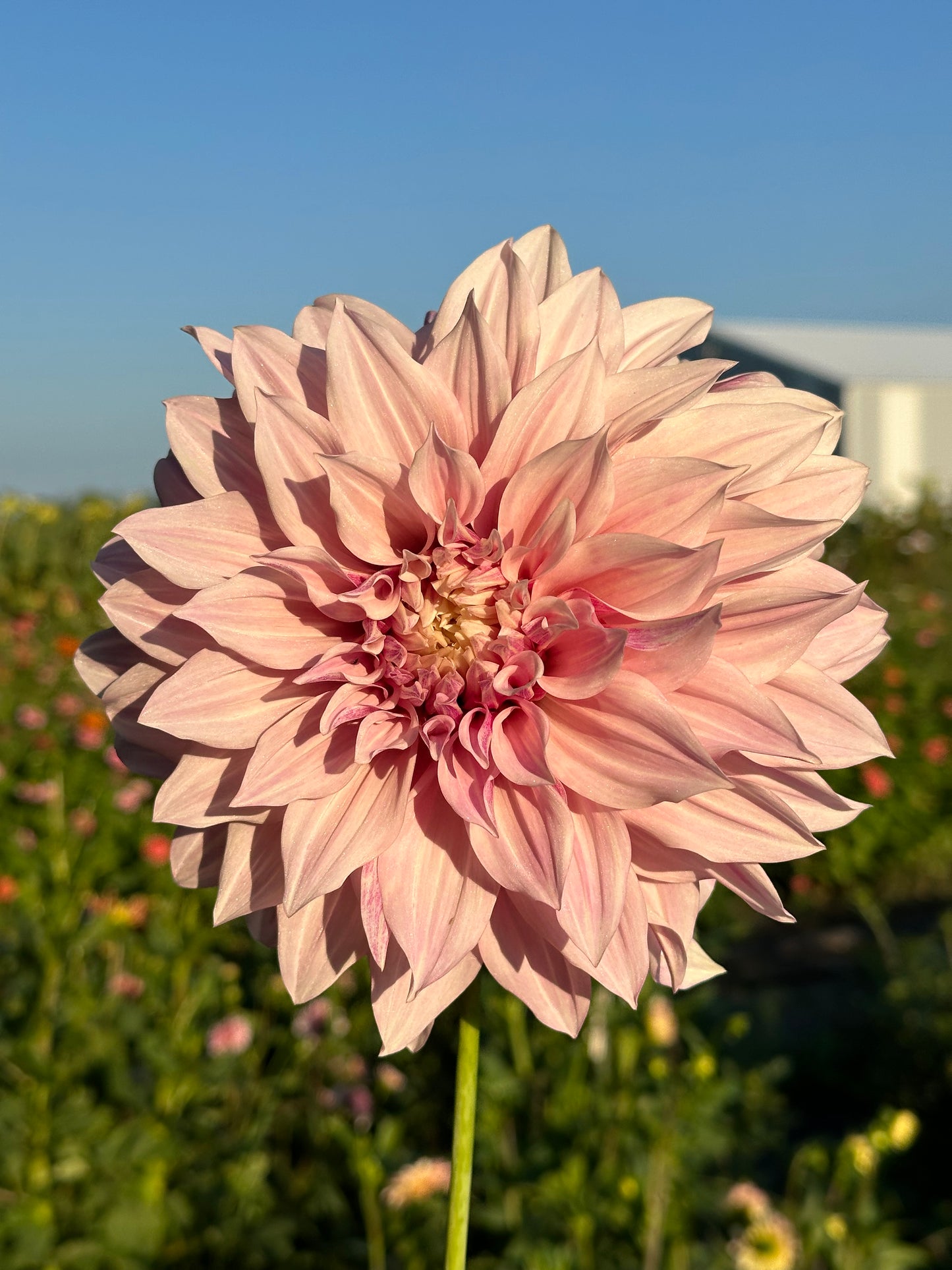 Cafe Au Lait Dahlia Tuber