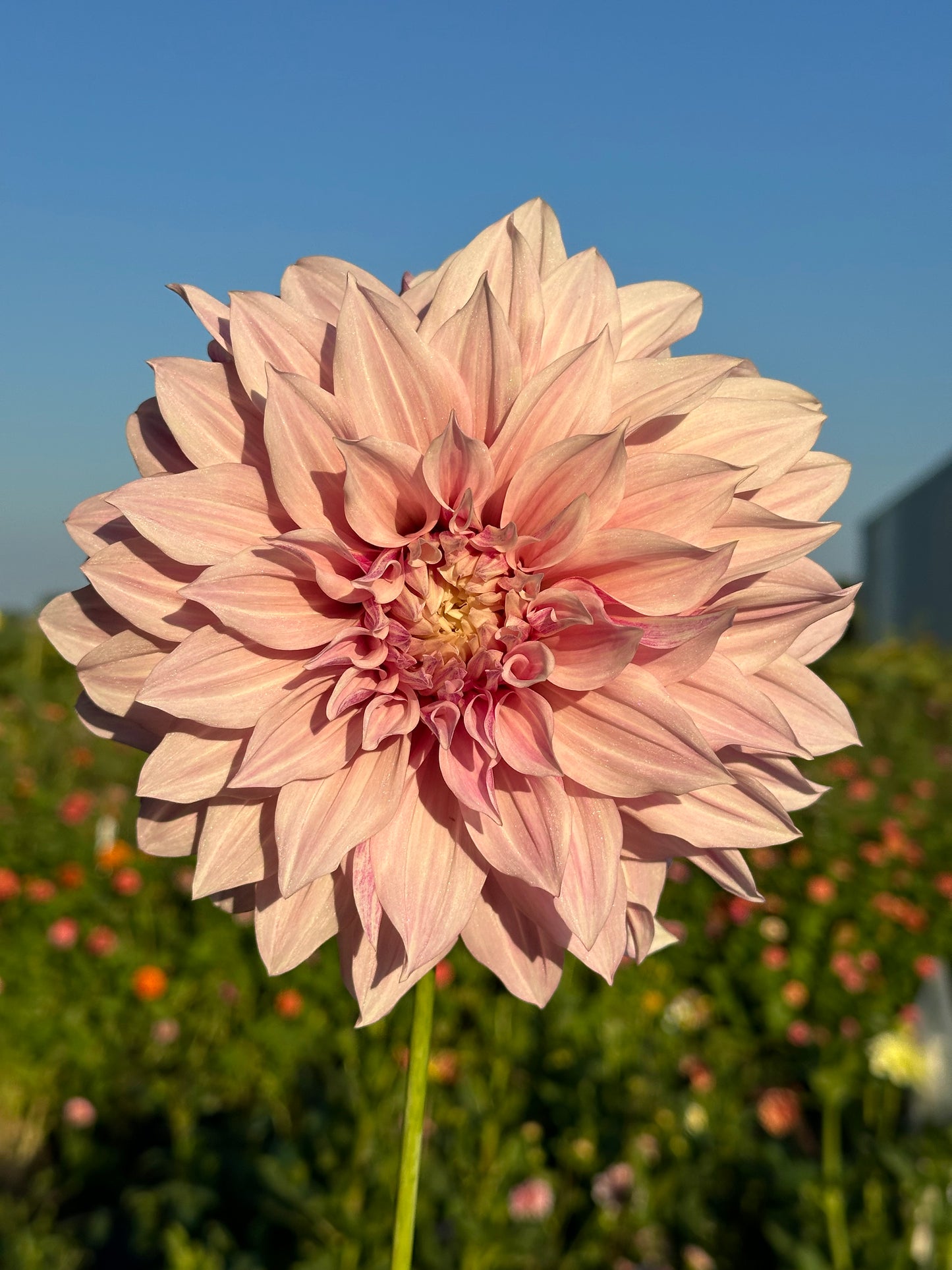 Cafe Au Lait Dahlia Tuber