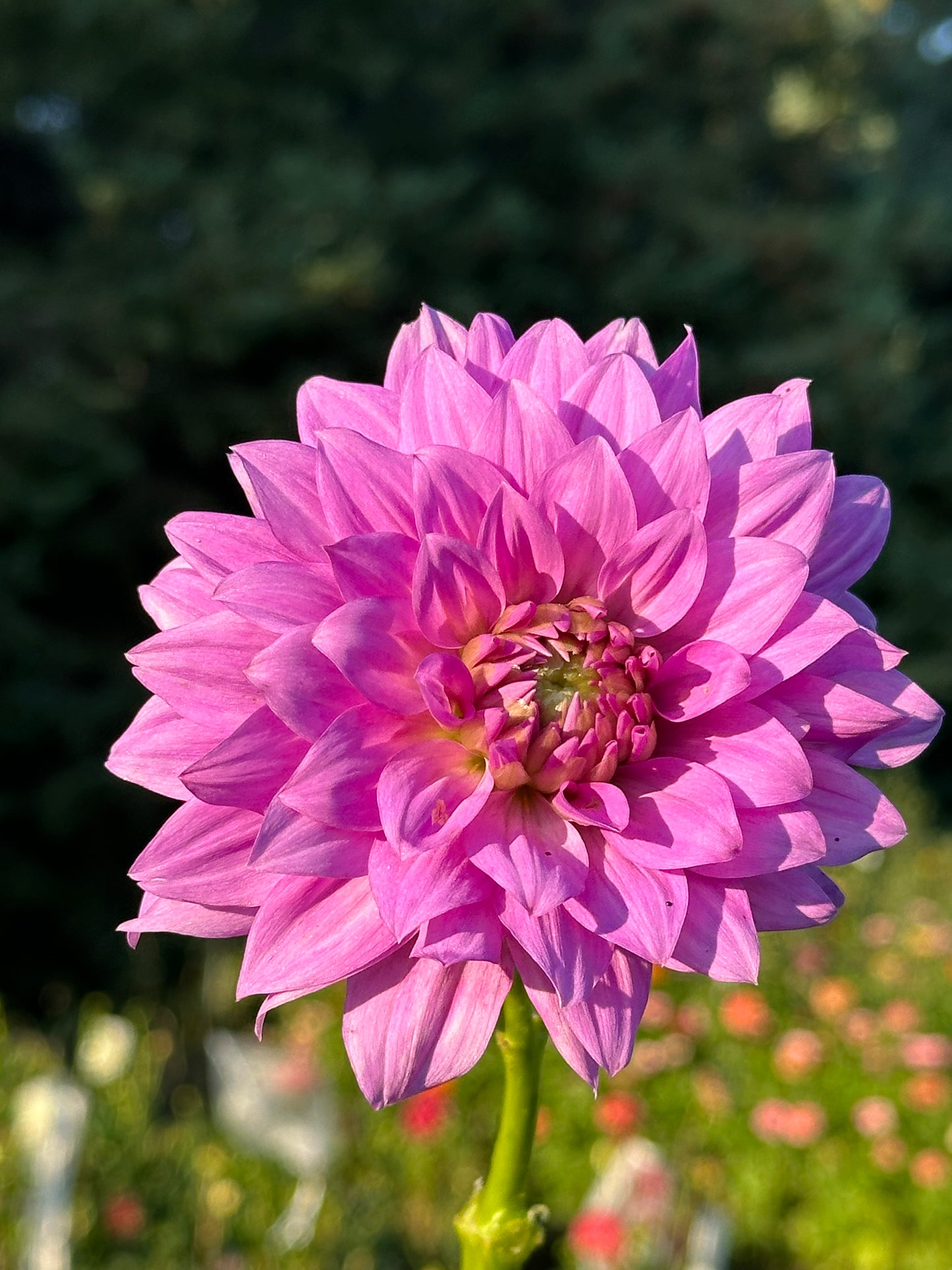 Blue Boy Dahlia