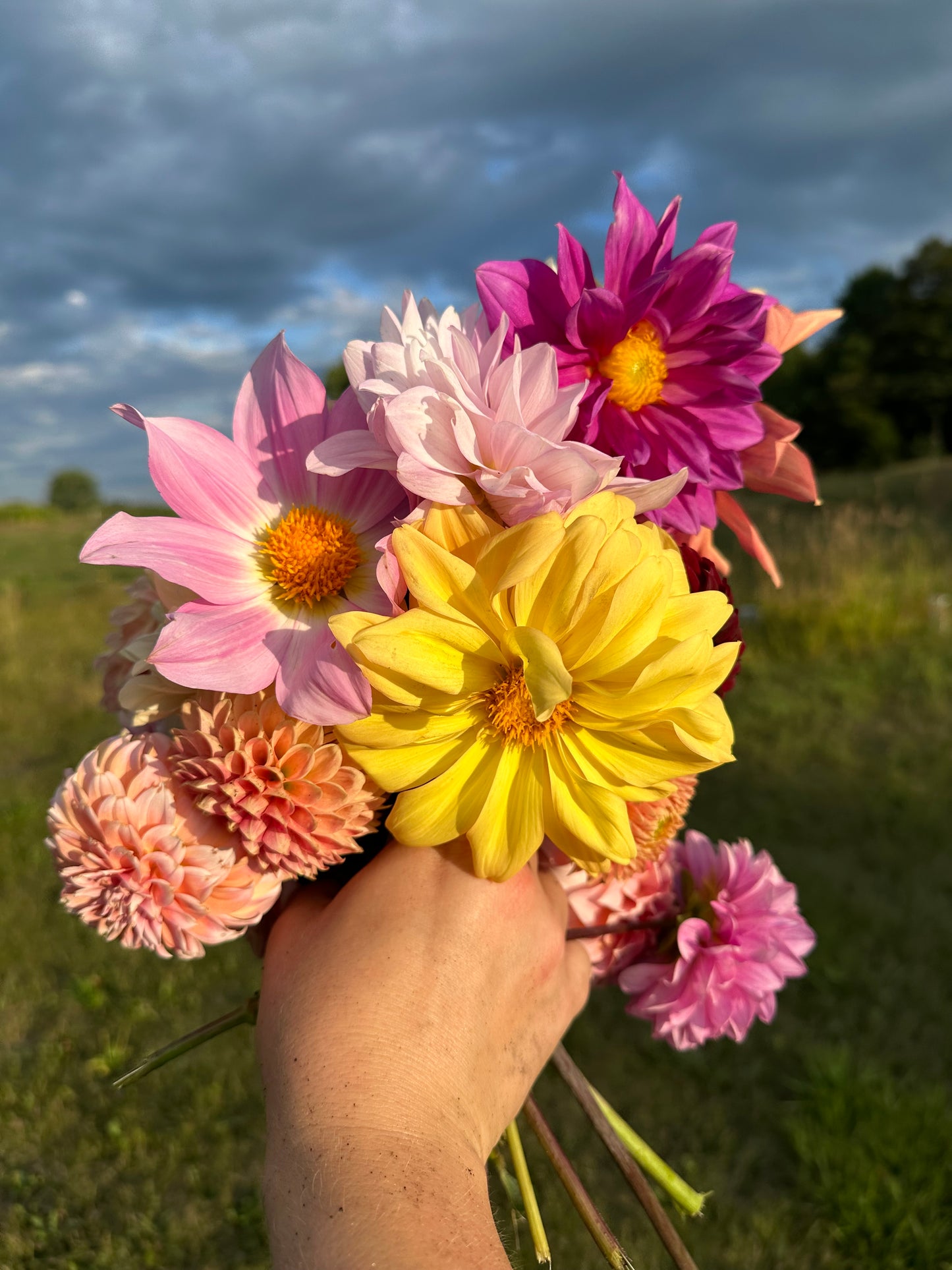 Dahlia Seeds