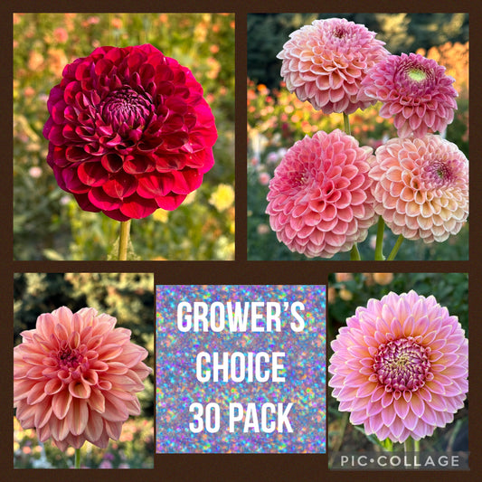Grower's Choice 30 pack of dahlia tubers
