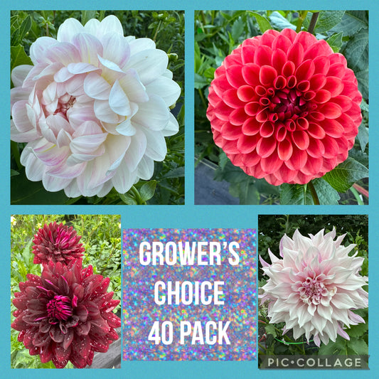 Grower's Choice 40 pack dahlia tuber bundle