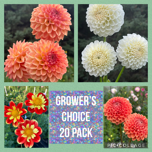 Grower's Choice 20 pack dahlia tubers