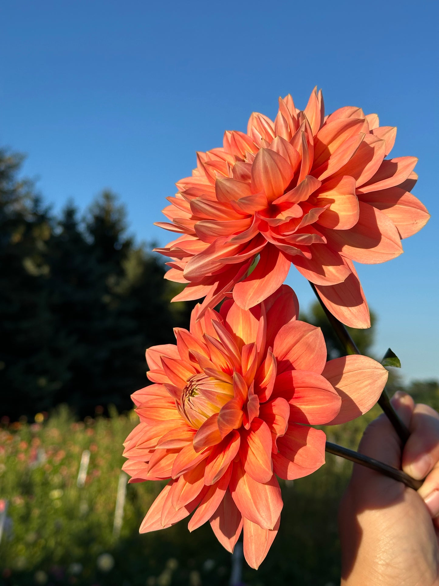 Nicholas Dahlia Tuber