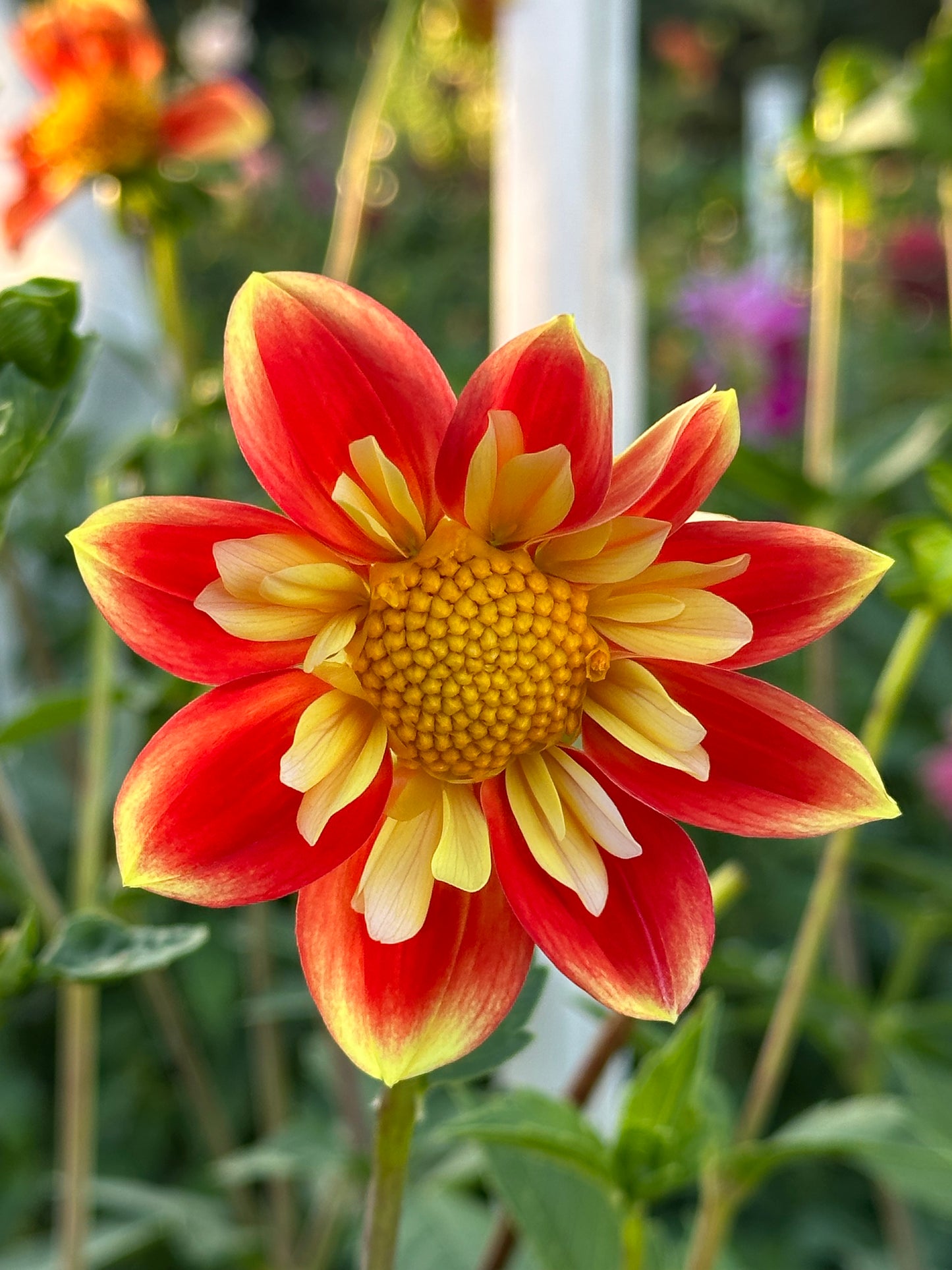 Pooh Dahlia Tuber