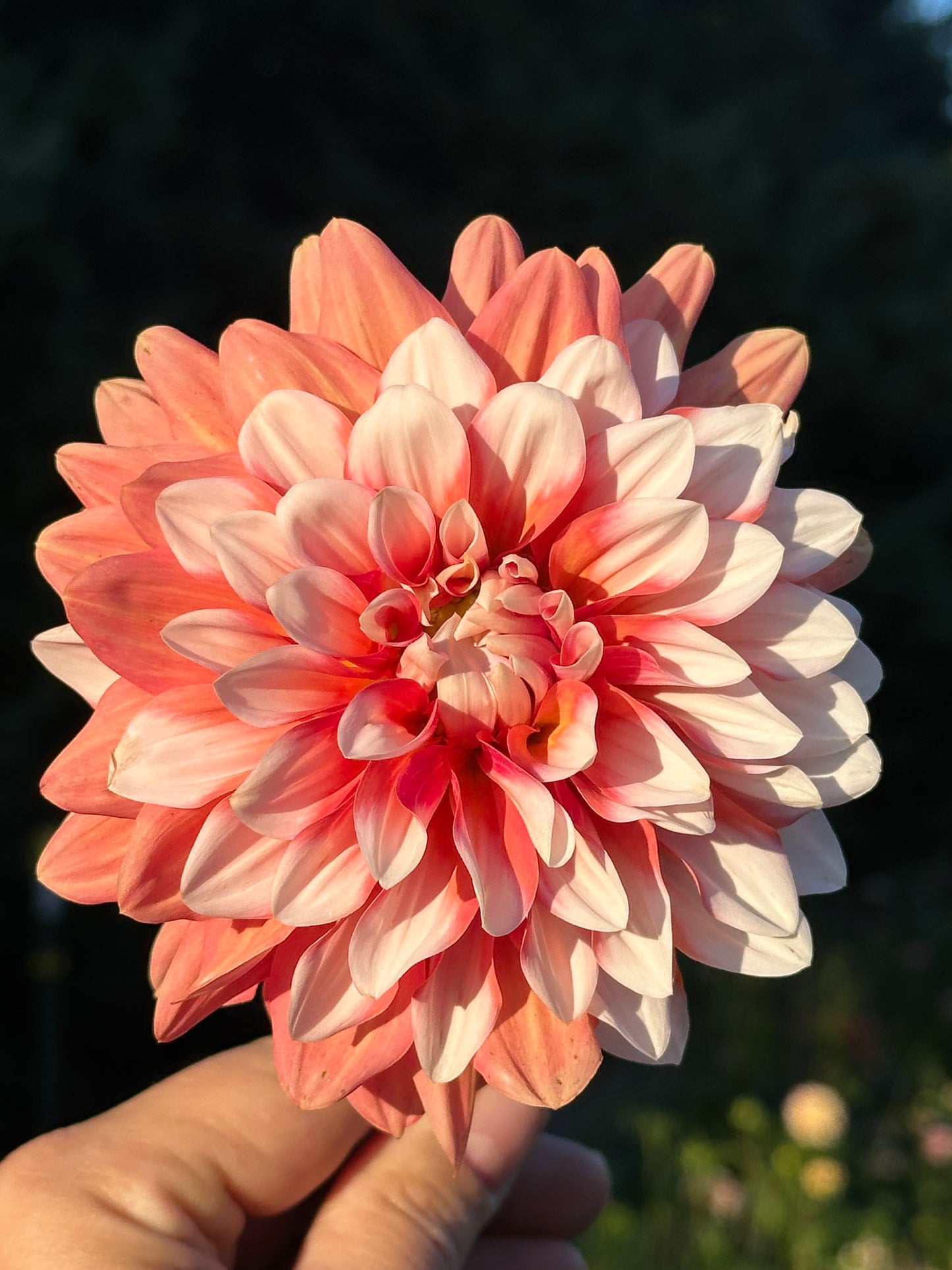 A La Mode Dahlia Tuber