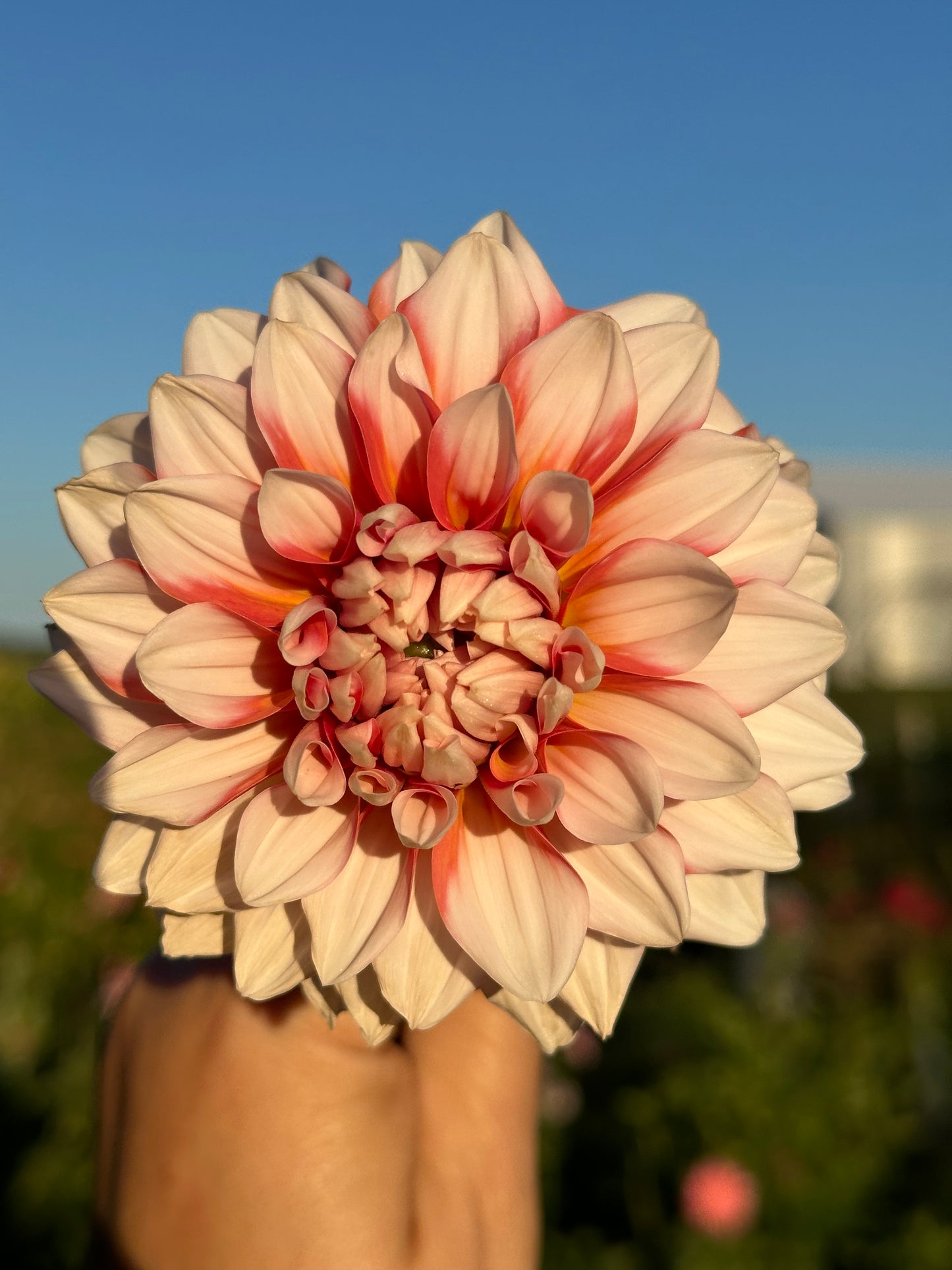 A La Mode Dahlia Tuber