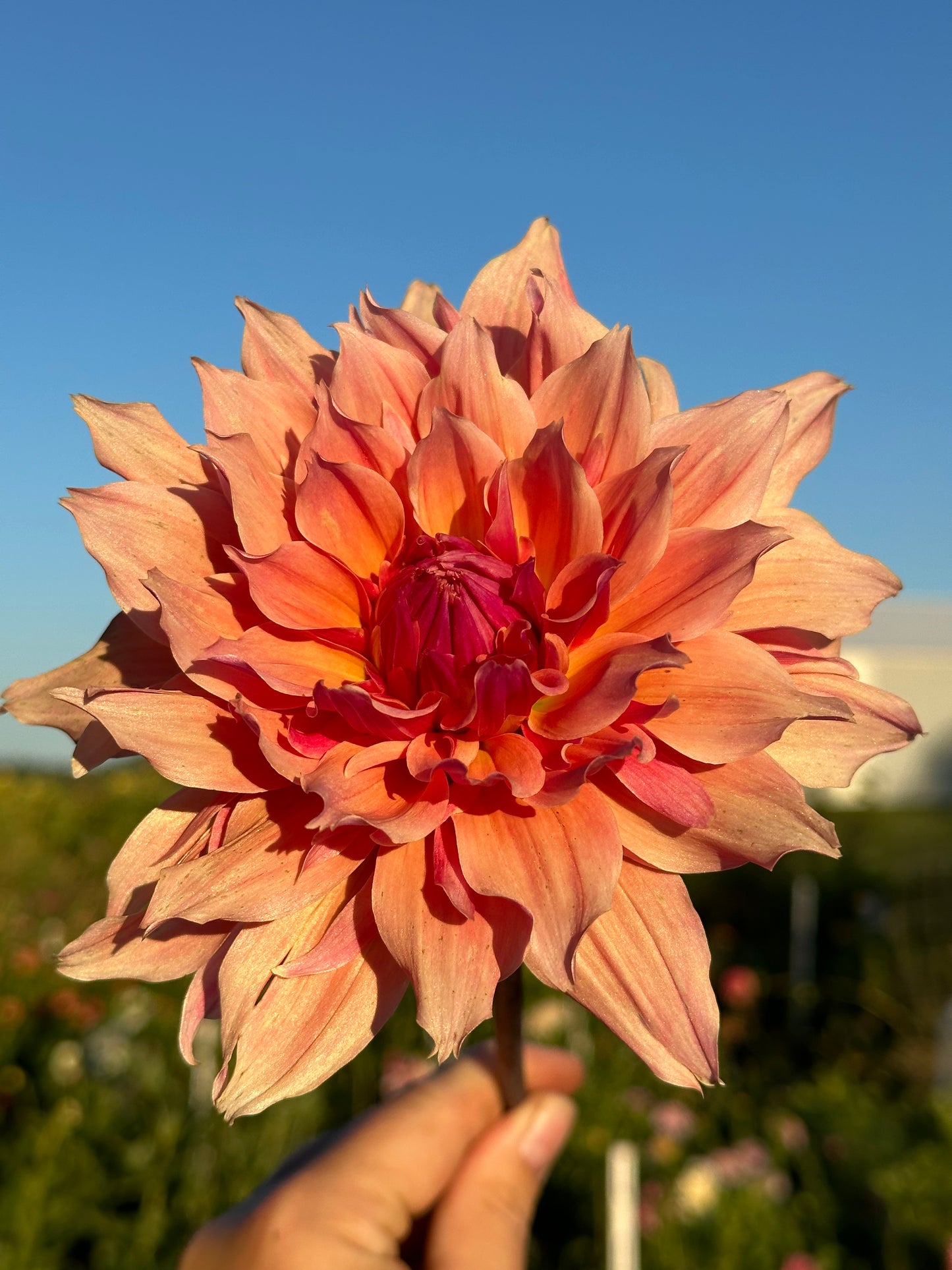 Labyrinth Dahlia Tuber