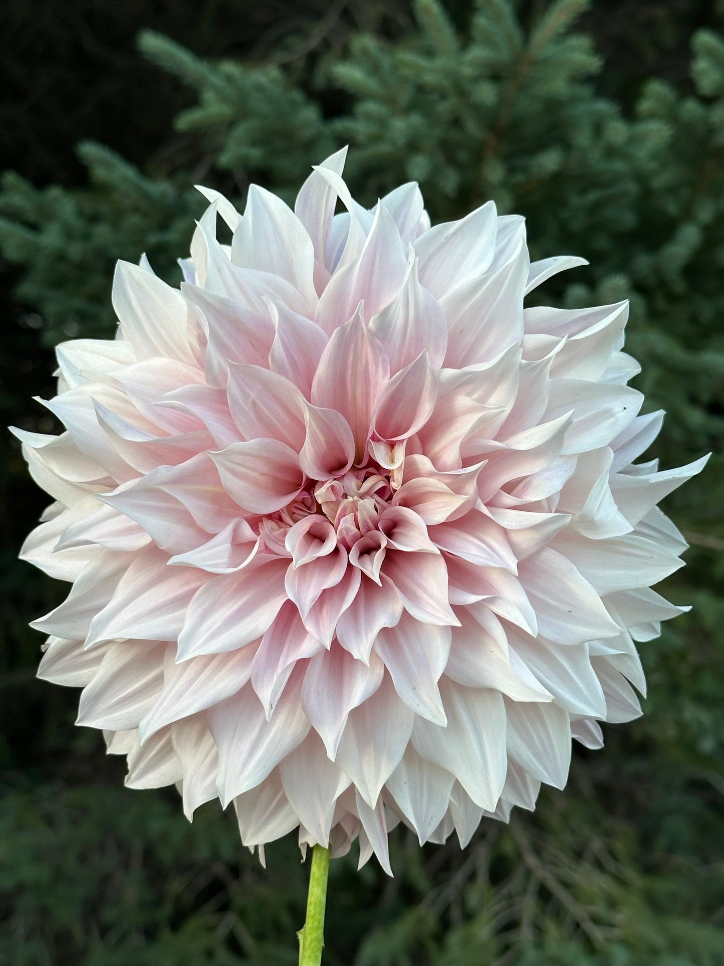 Cafe Au Lait Dahlia Tuber