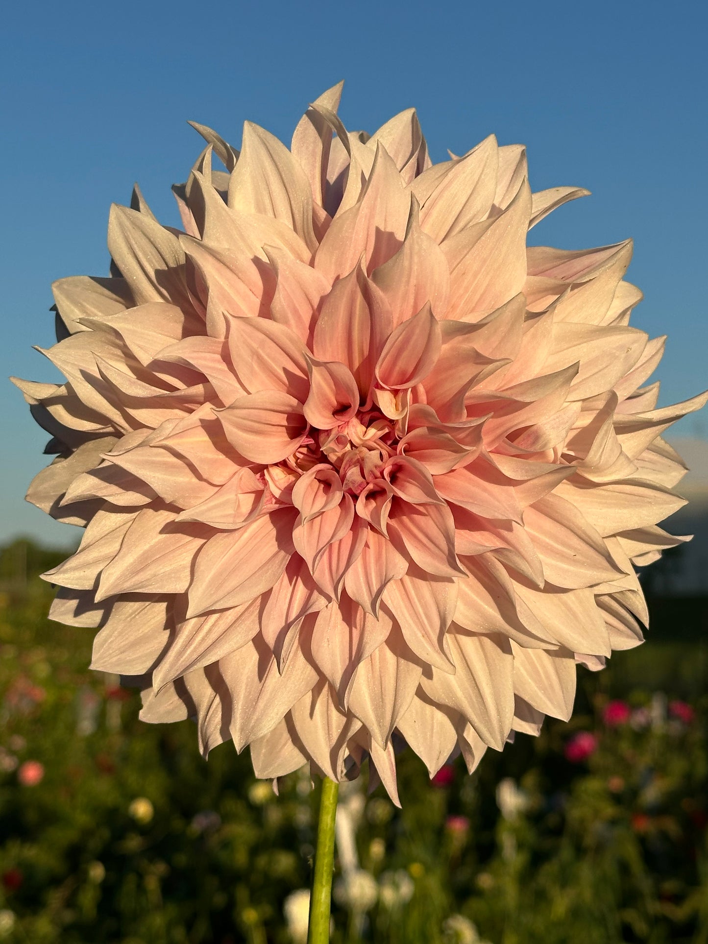 Cafe Au Lait Dahlia Tuber