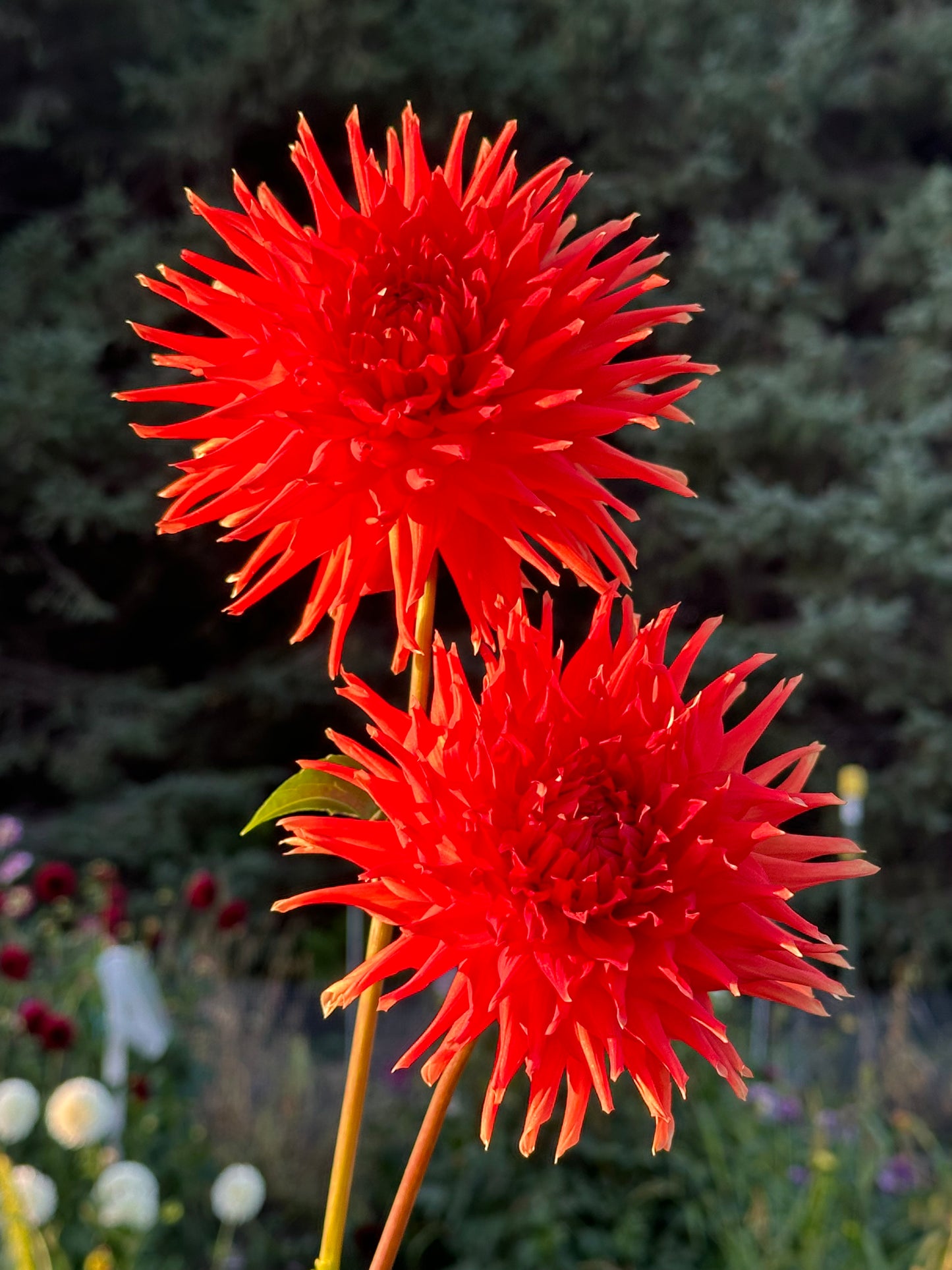 Azteca Dahlia Tuber