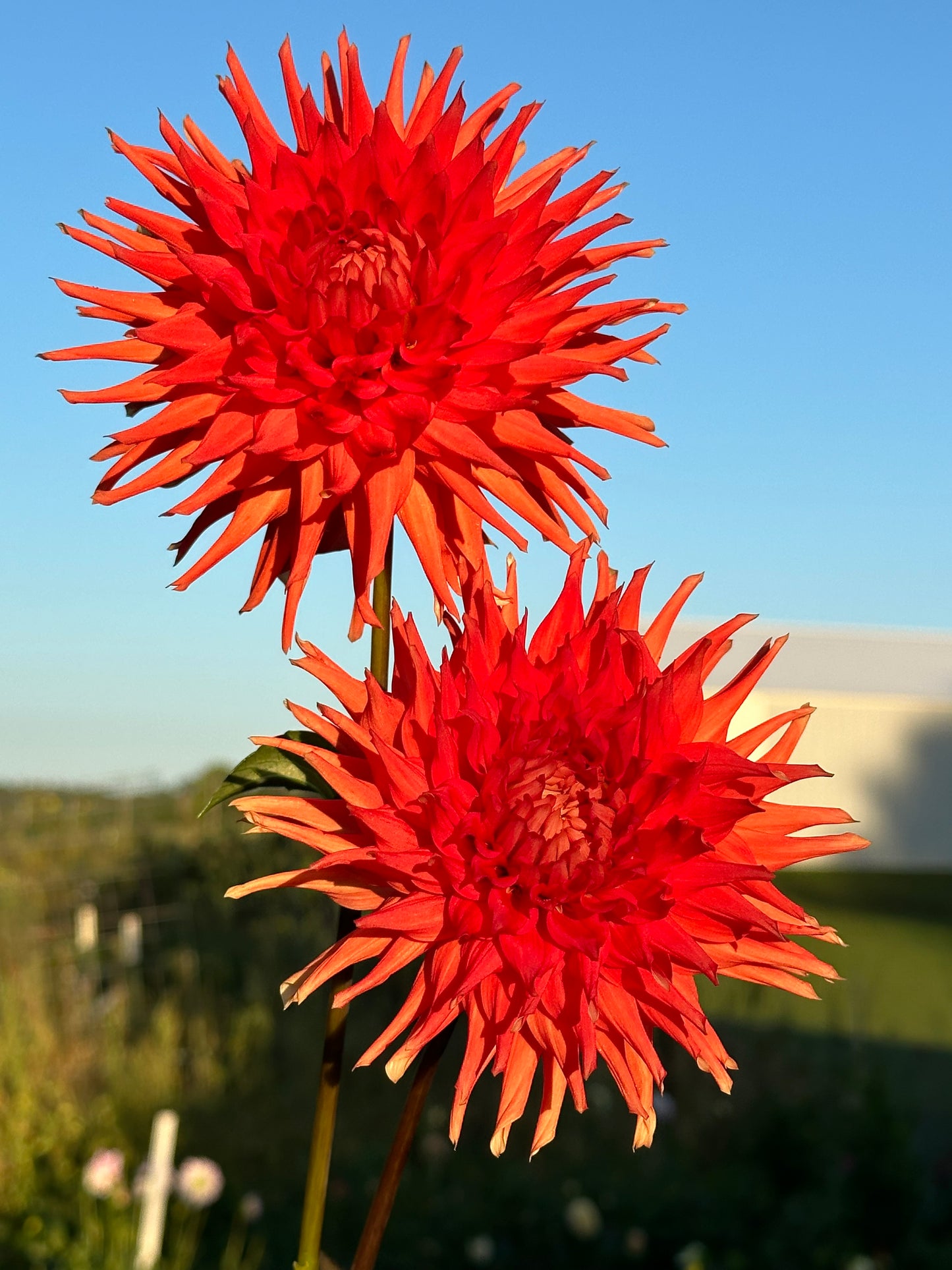 Azteca Dahlia Tuber