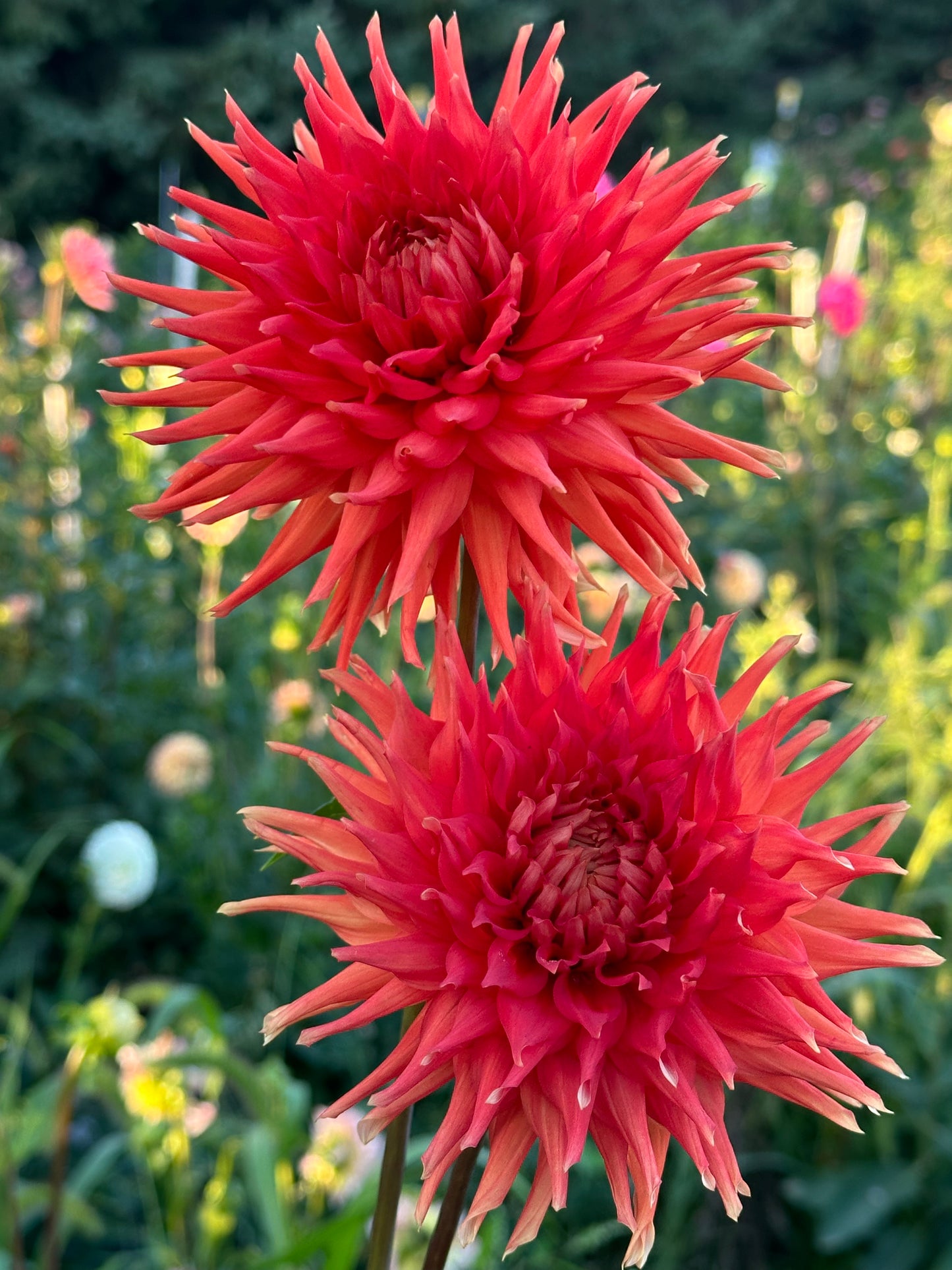 Azteca Dahlia Tuber