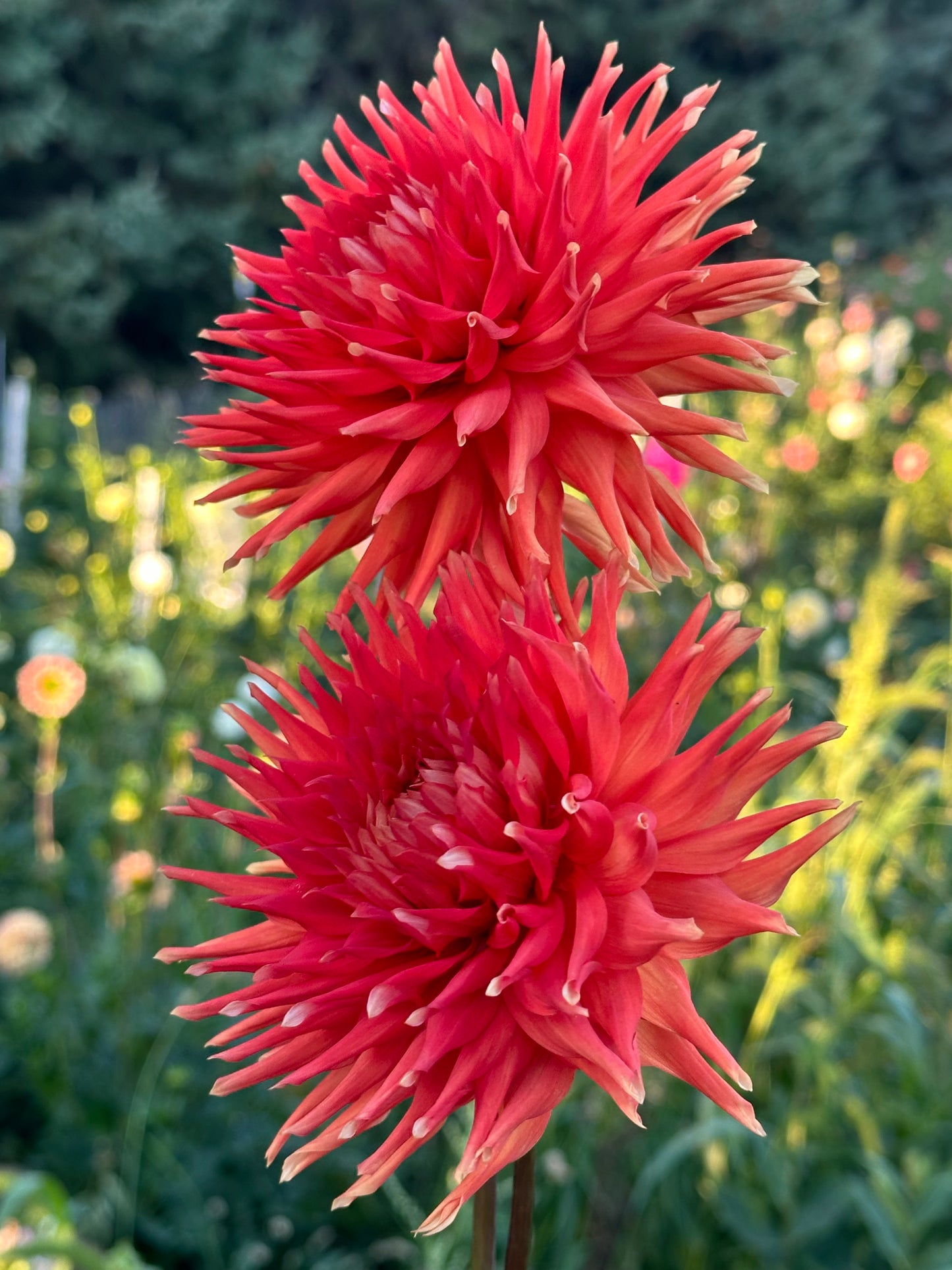 Azteca Dahlia Tuber