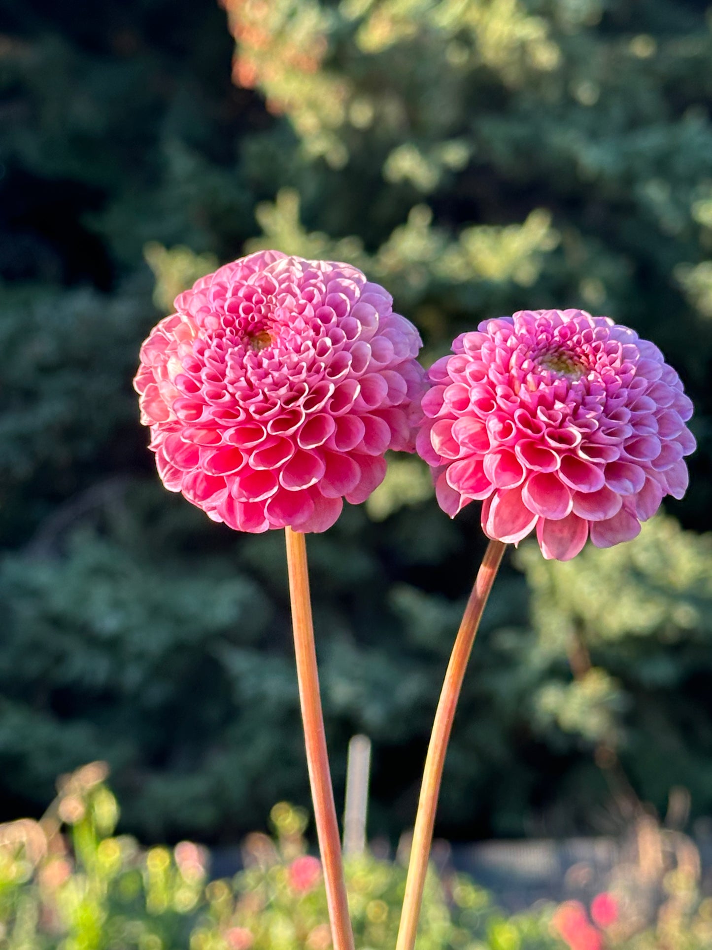 Ko Ko Puff Dahlia Tuber