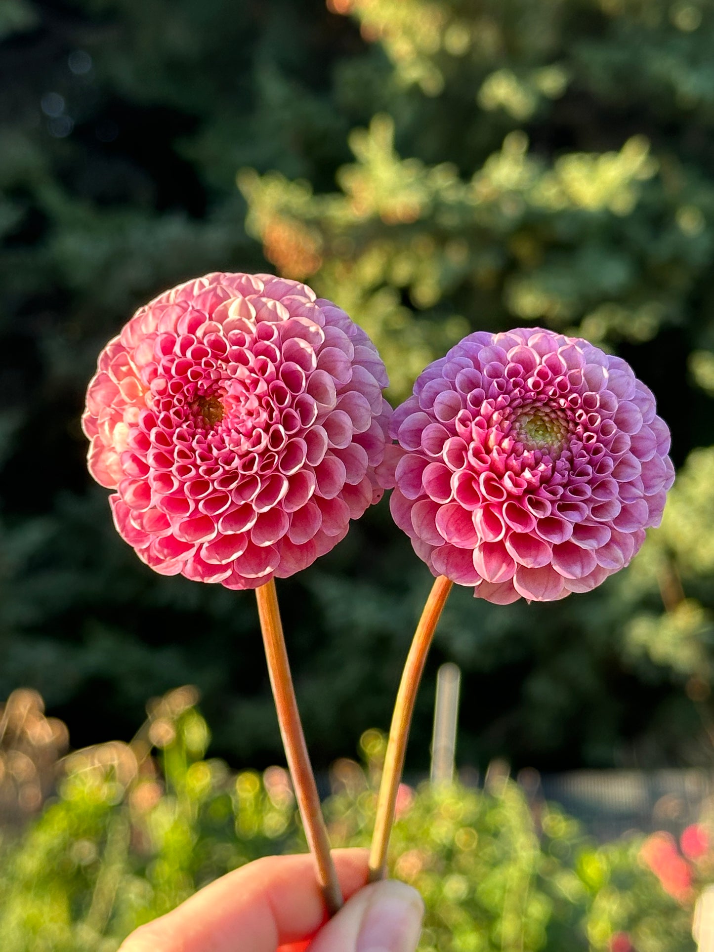 Ko Ko Puff Dahlia Tuber