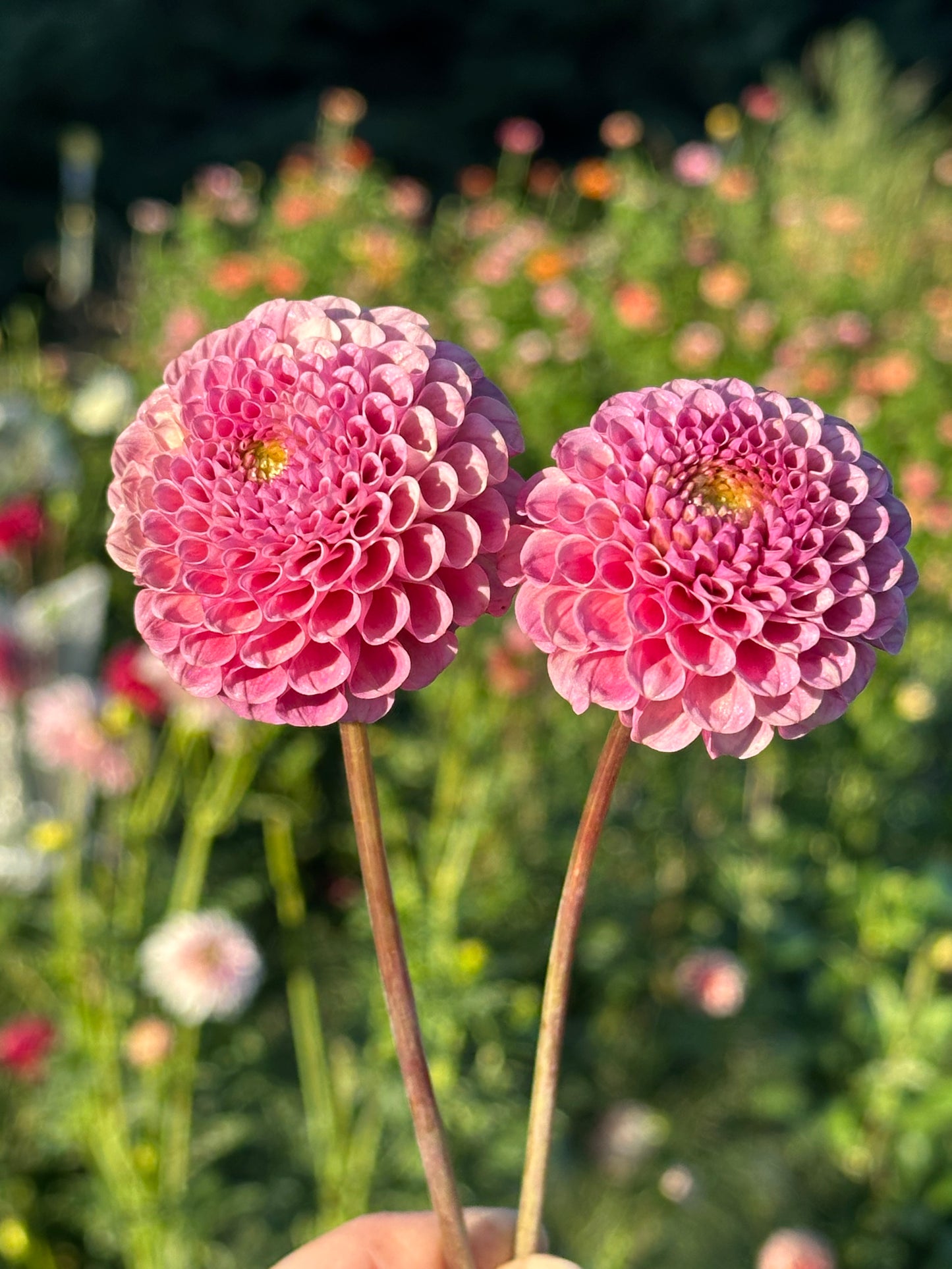 Ko Ko Puff Dahlia Tuber