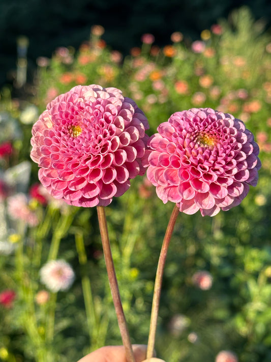Ko Ko Puff Dahlia Tuber
