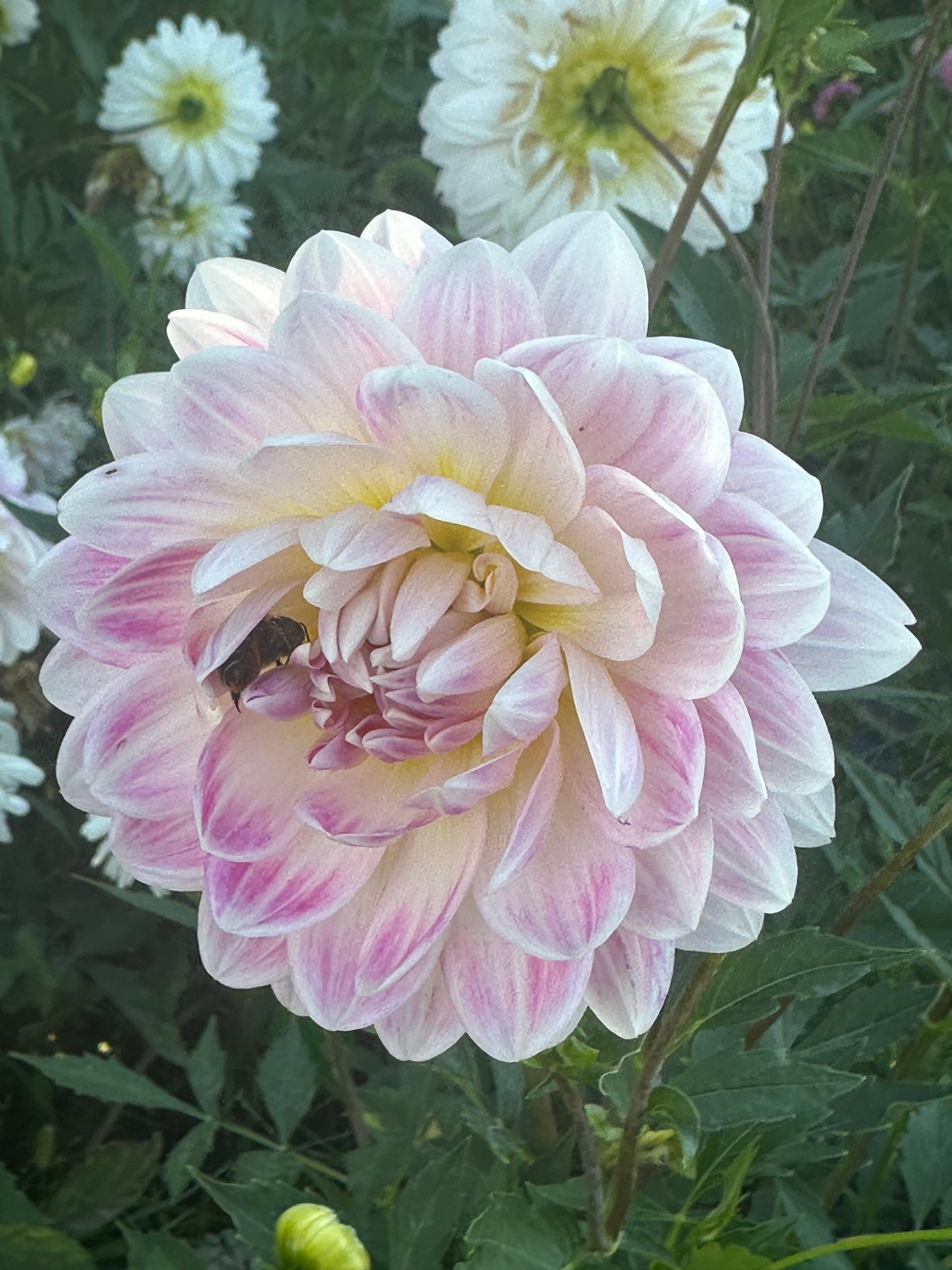 Kelgai Ann Dahlia Tuber