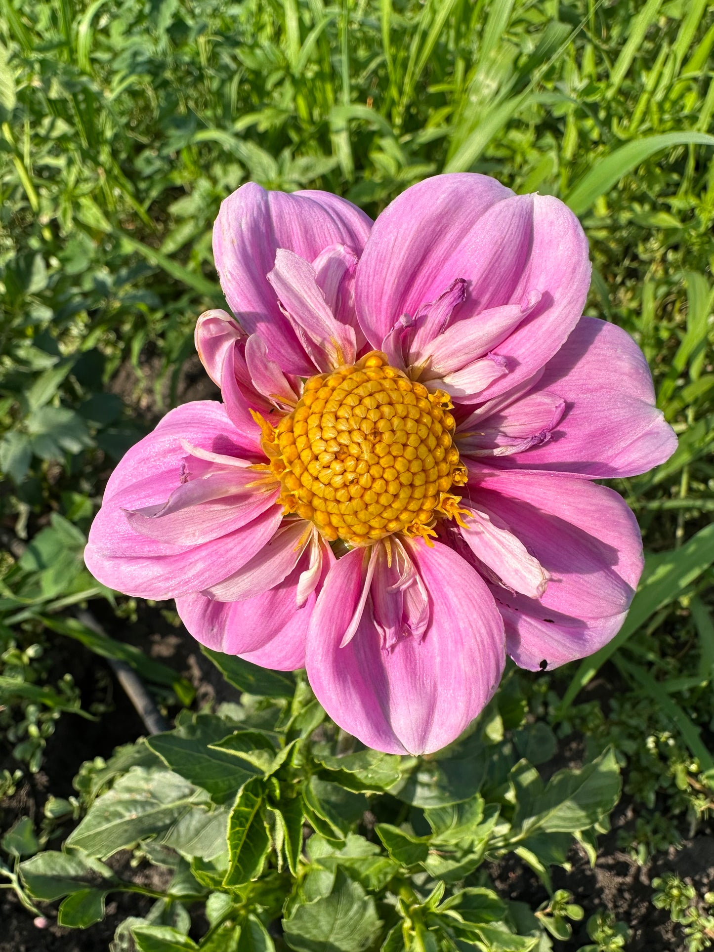 Rosy Wings Dahlia Tubers