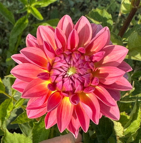 Jitterbug Dahlia Tuber