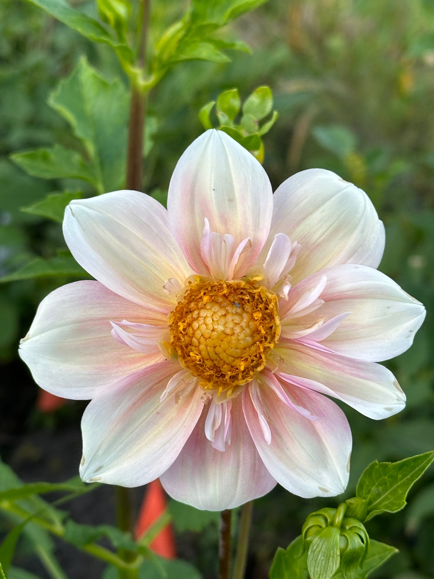 Apple Blossom Dahlia Tuber