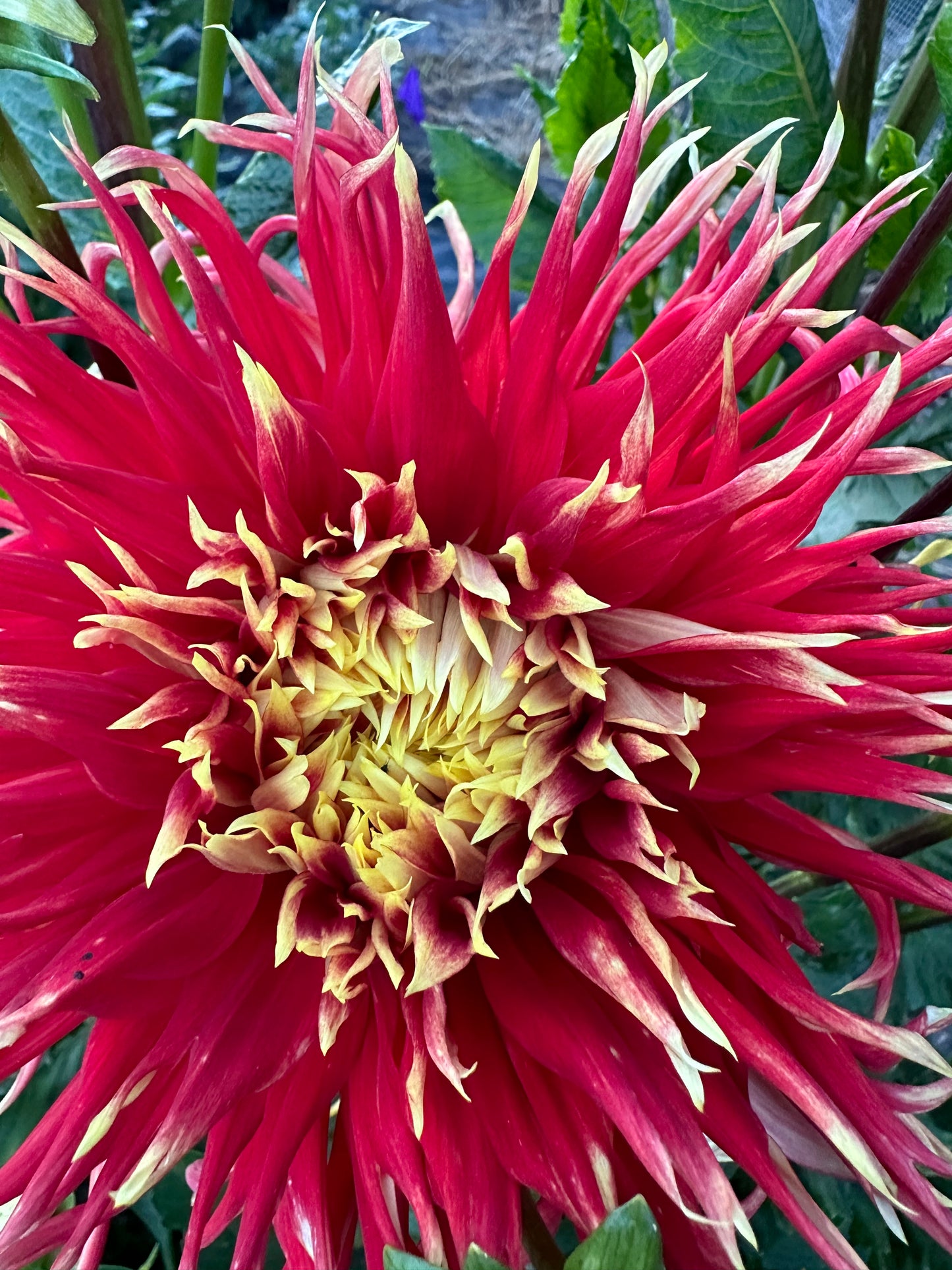 Show N Tell Dahlia Tuber