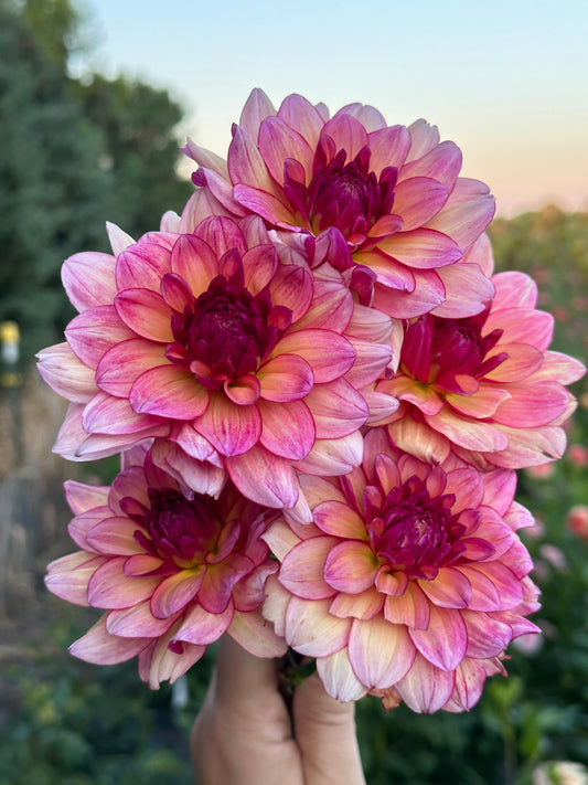 Rawhide Dahlia Tuber