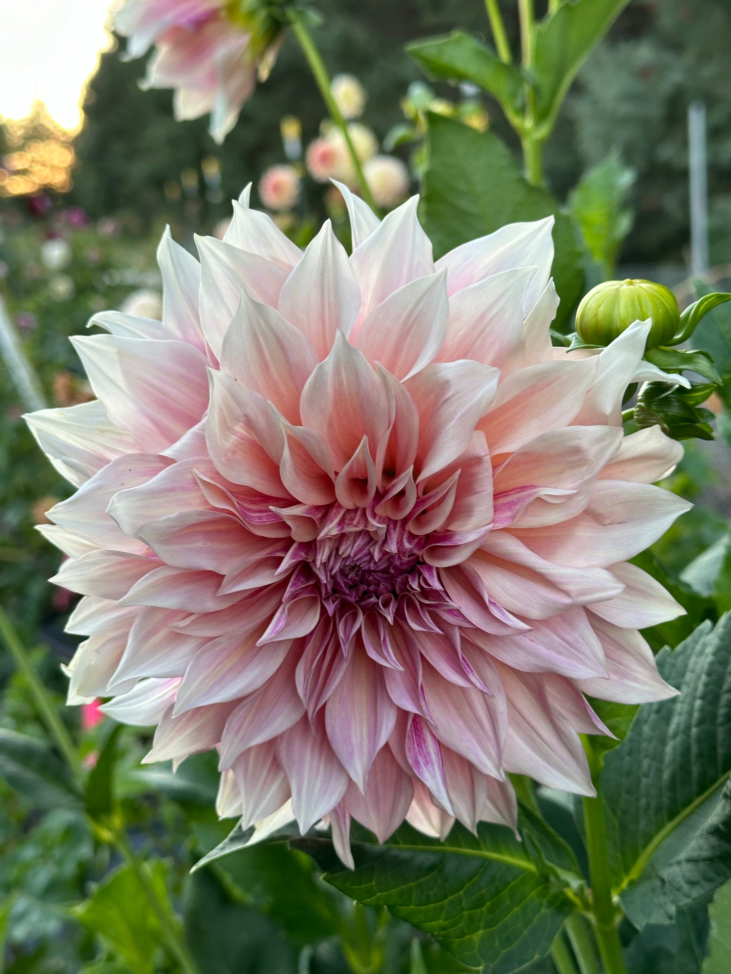 Cafe Au Lait Dahlia Tuber