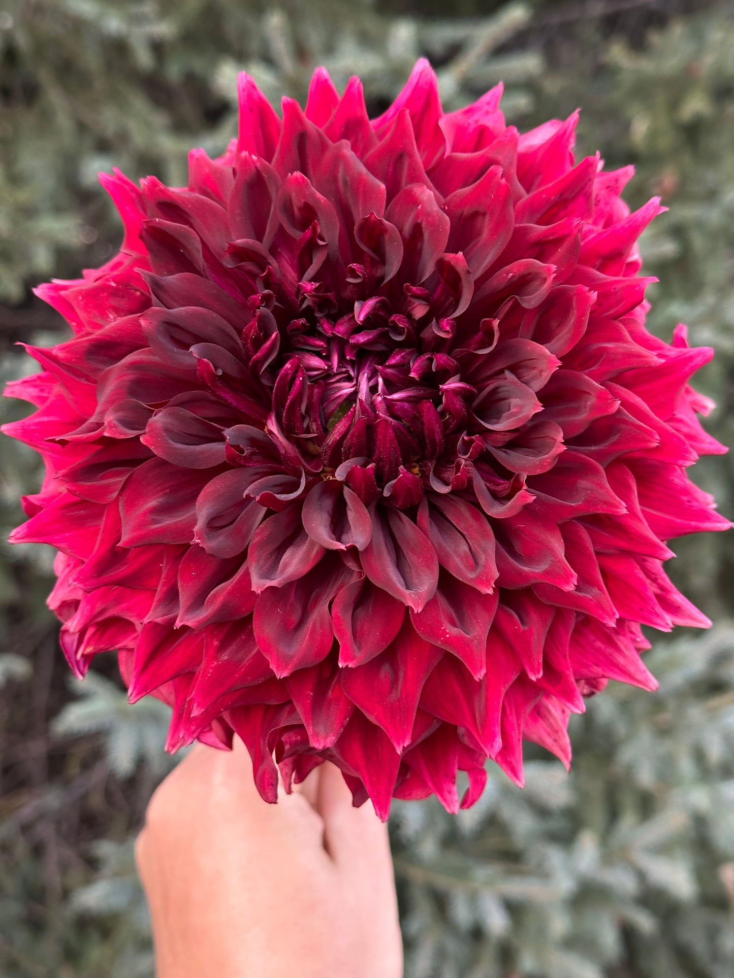 Zorro Dahlia Tuber