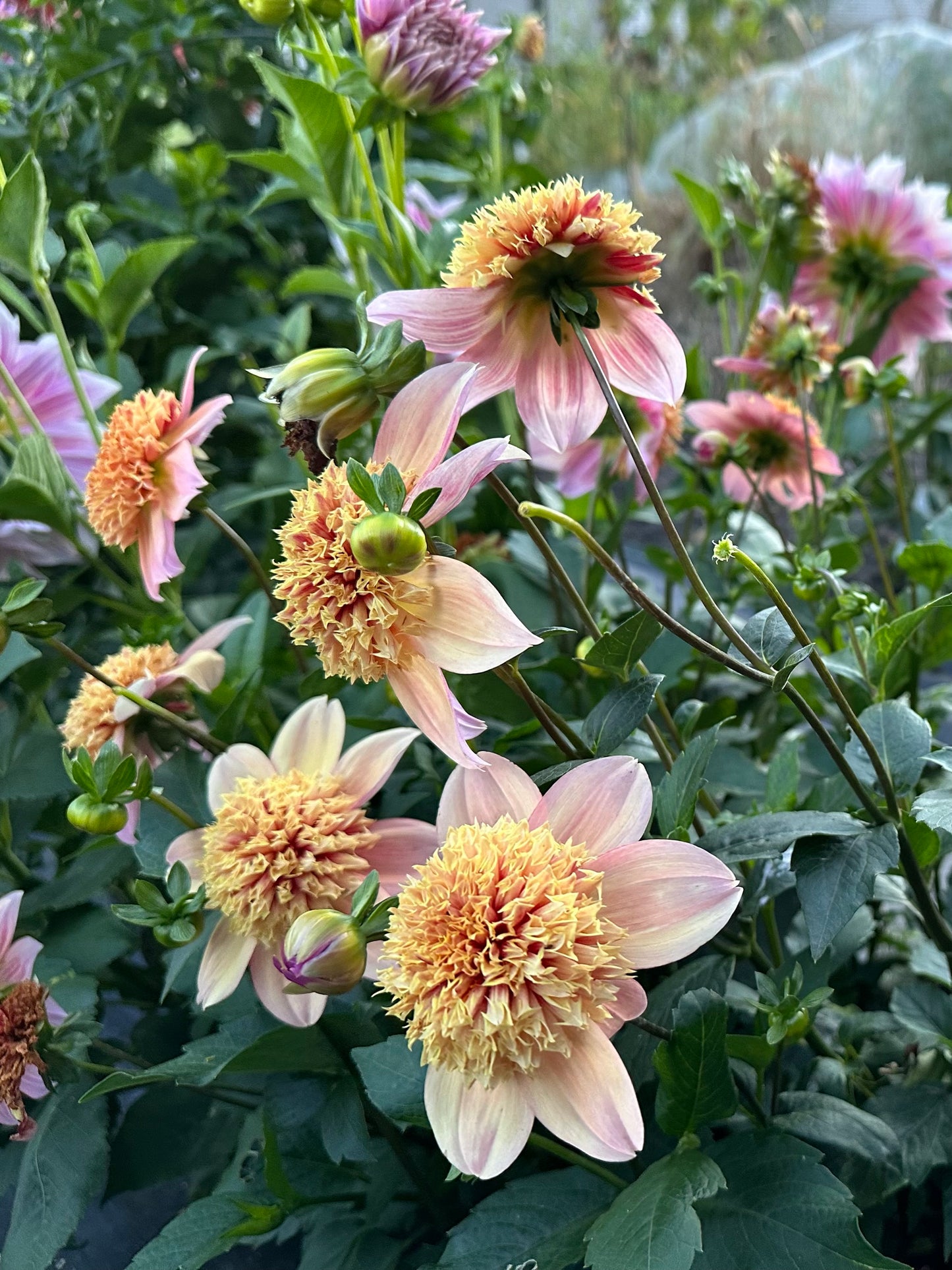 Sandia Brocade Dahlia Tuber