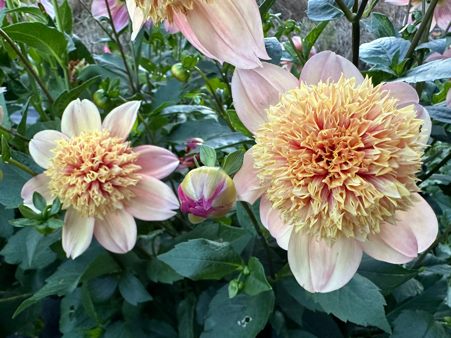 Sandia Brocade Dahlia Tuber