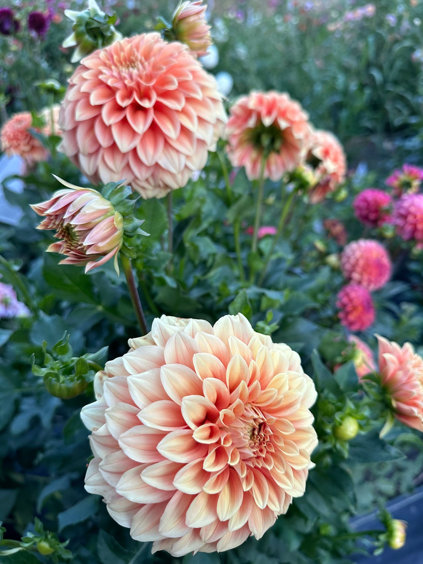 Bracken Palomino Dahlia