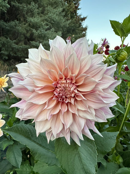Cafe Au Lait Dahlia Tuber