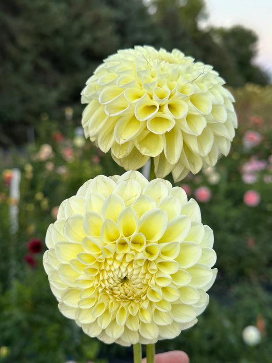 MM Buttercream Dahlia Tuber