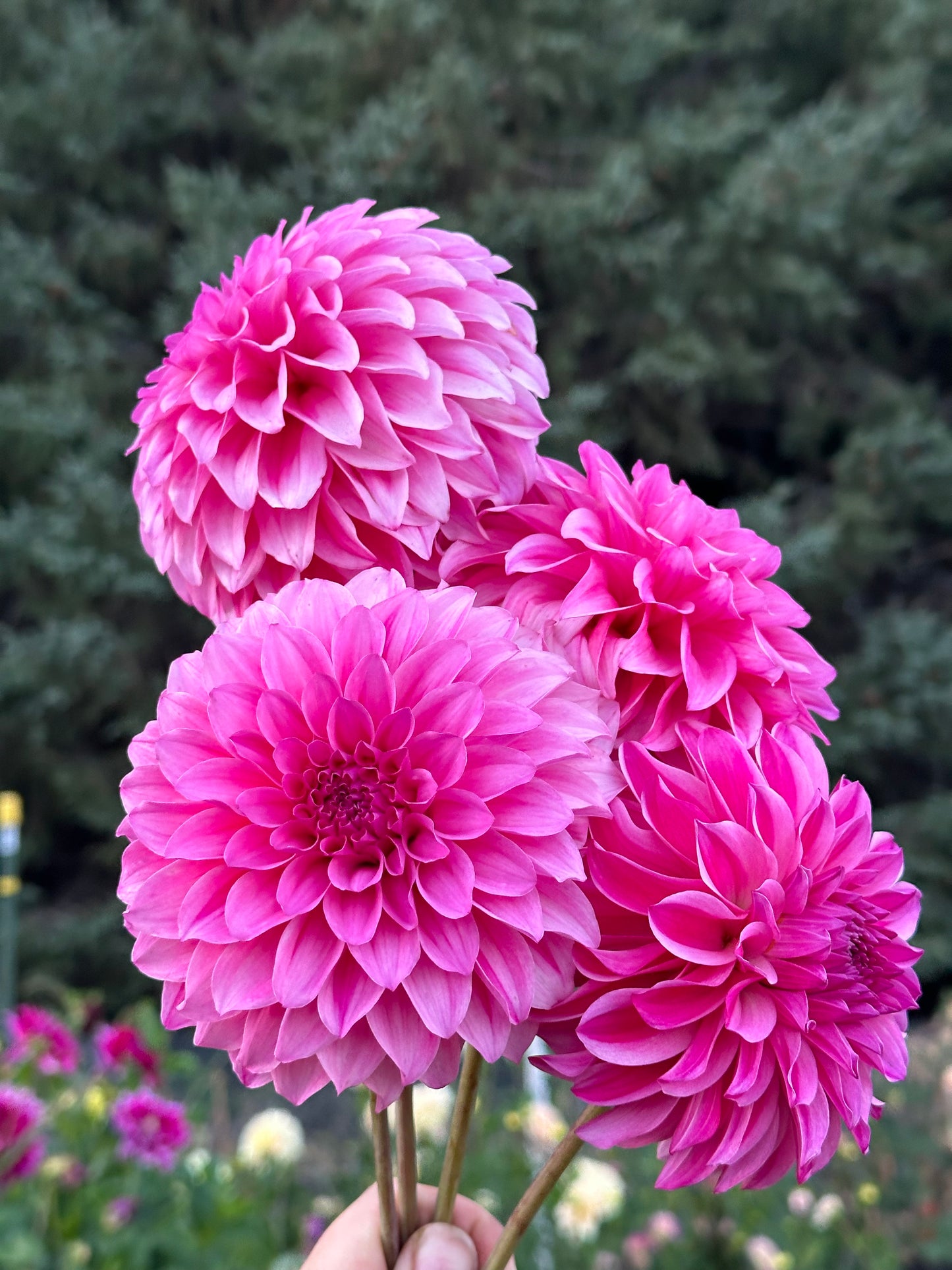 River's Bubblegum Dahlia Tuber