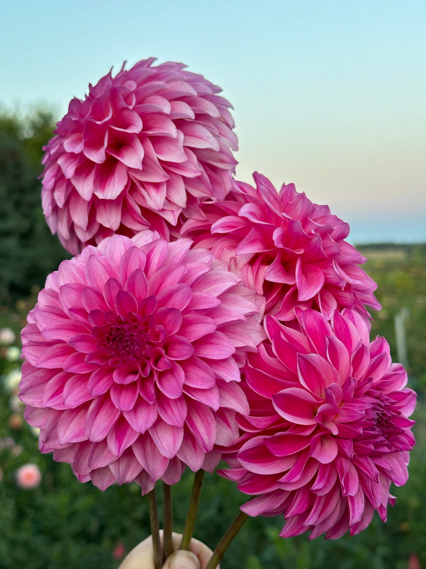River's Bubblegum Dahlia Tuber