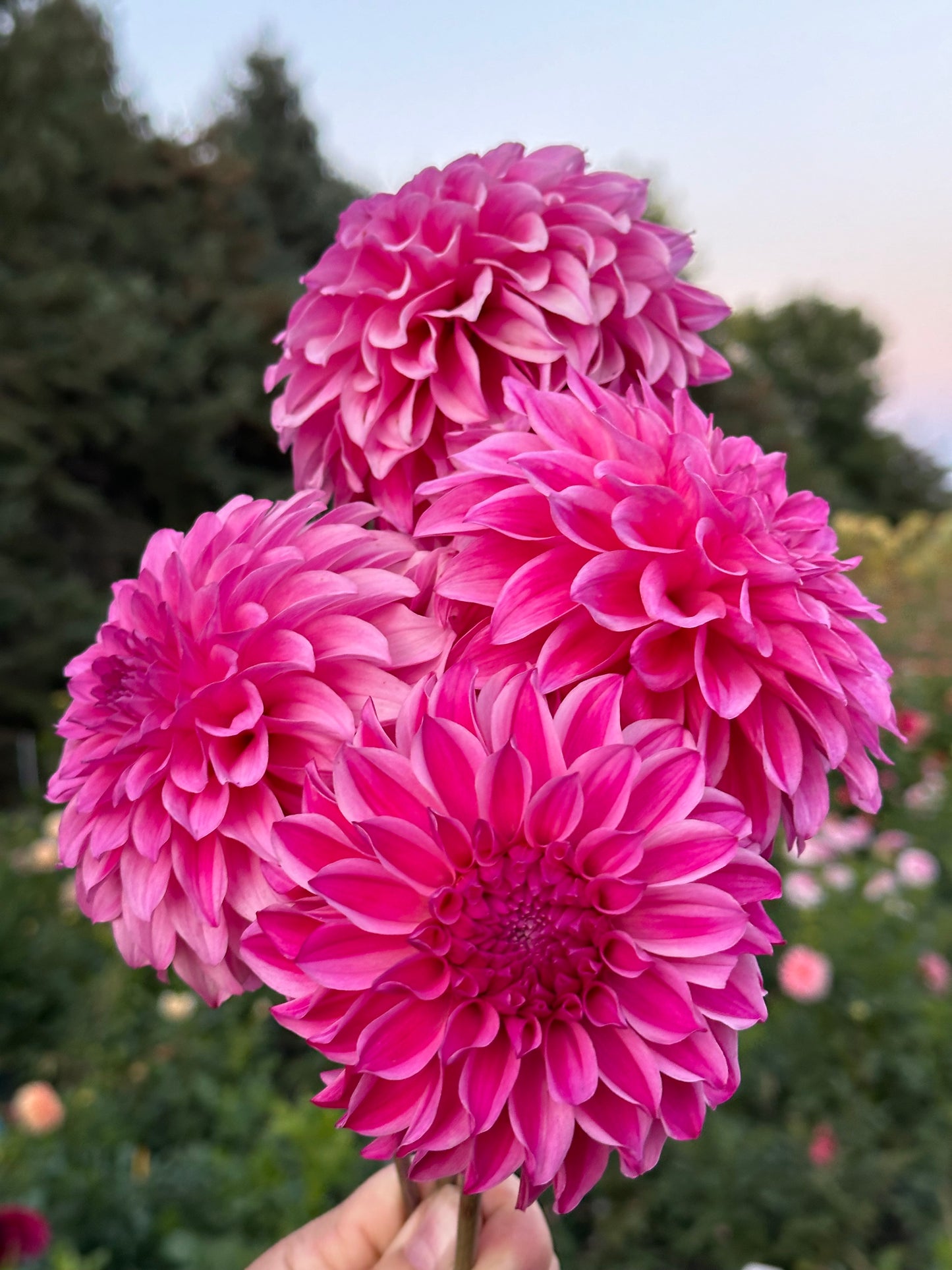 River's Bubblegum Dahlia Tuber