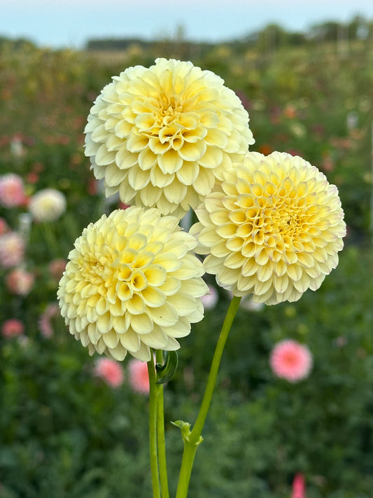 Creamy Dahlia Tuber