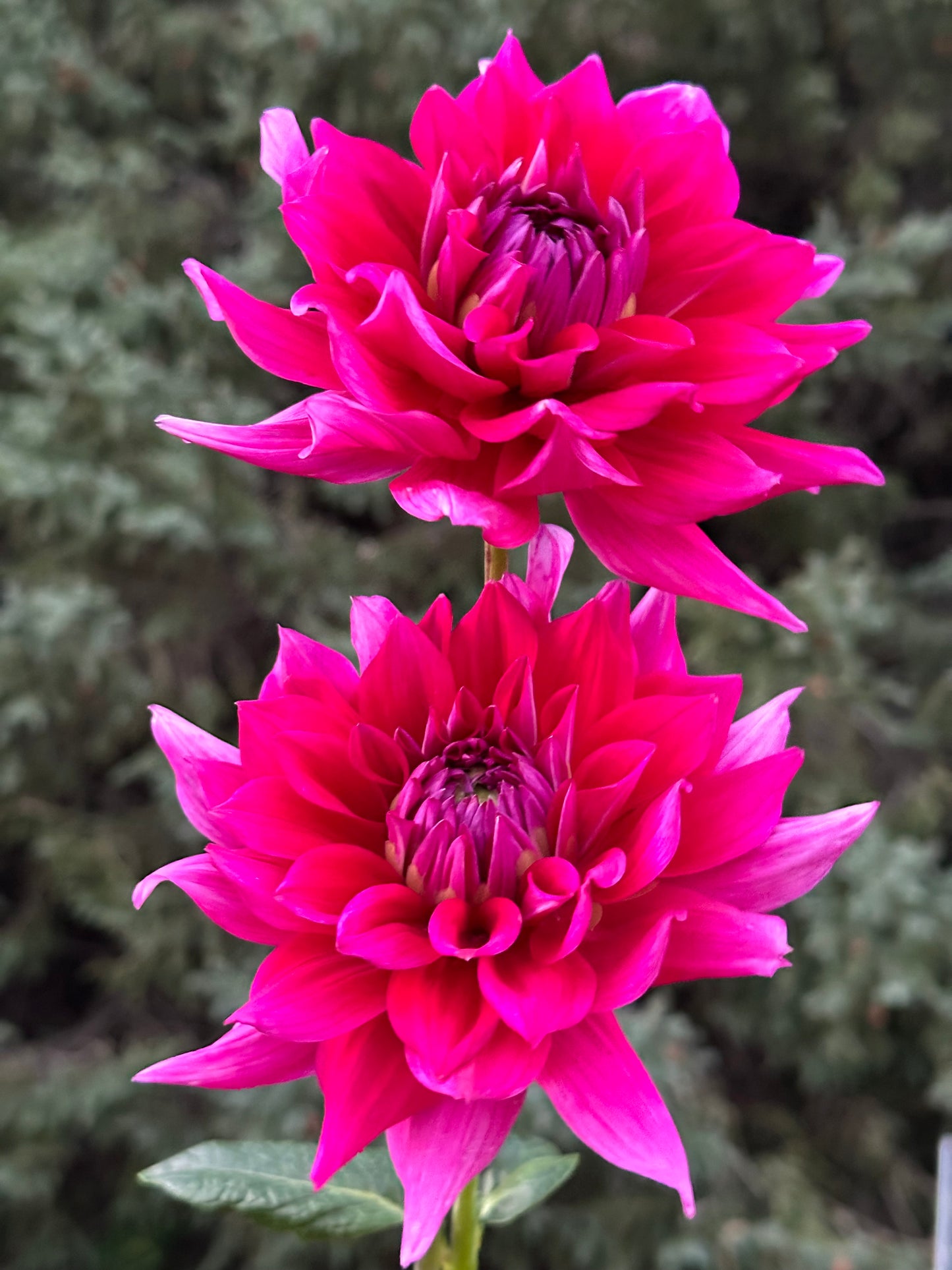 Chloe Janae Dahlia Tuber