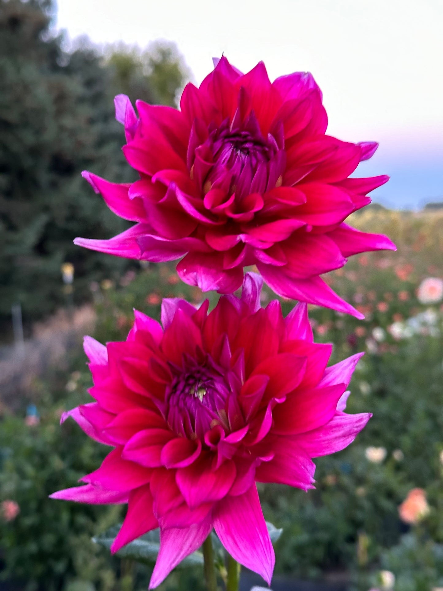 Chloe Janae Dahlia Tuber