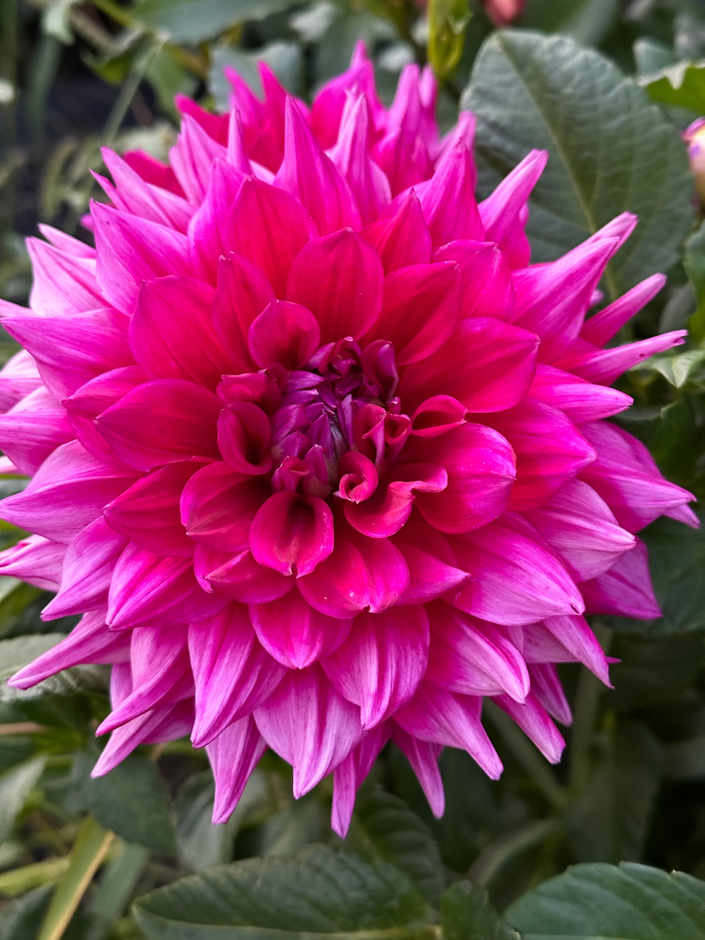 Chloe Janae Dahlia Tuber