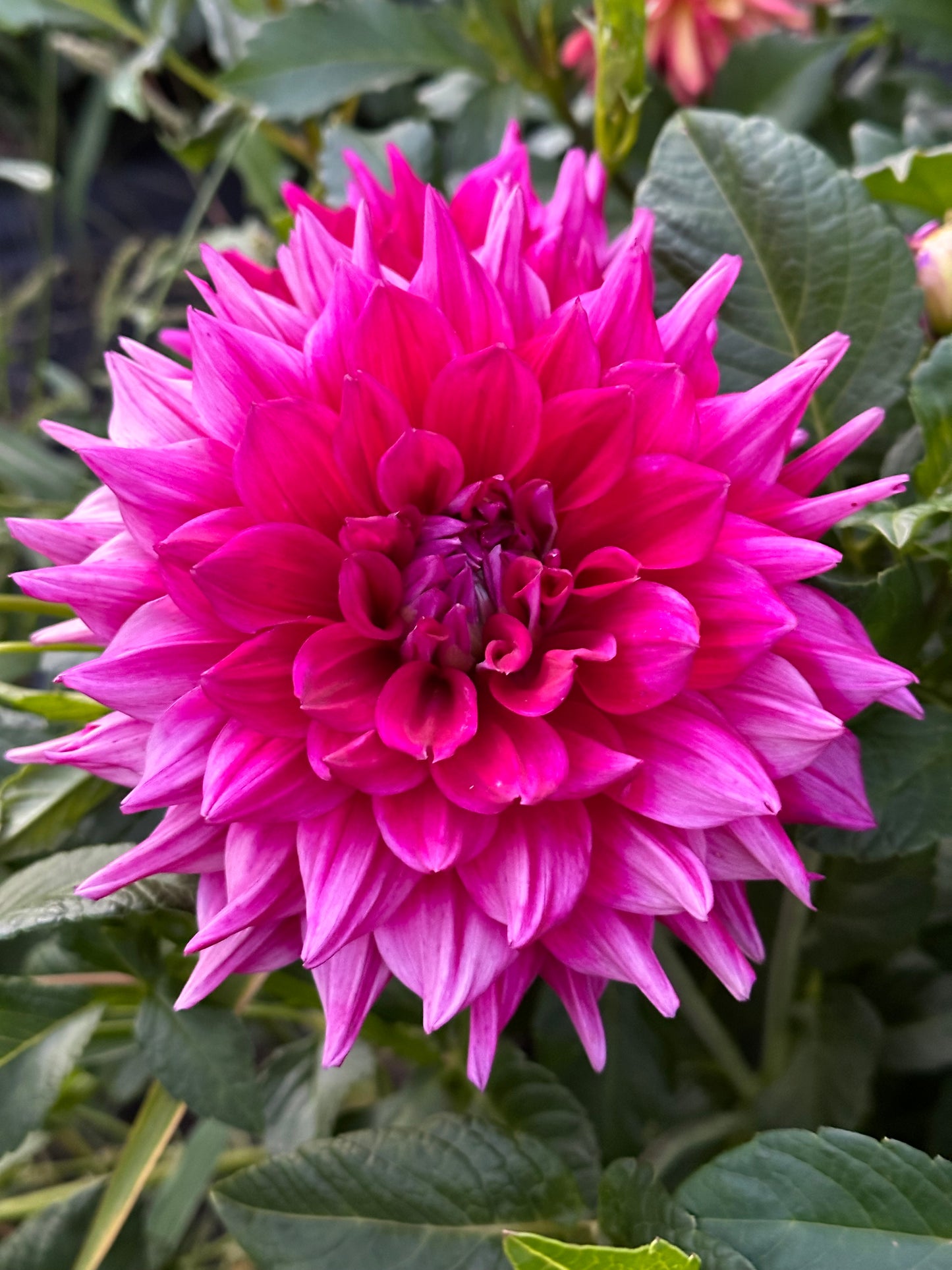Chloe Janae Dahlia Tuber
