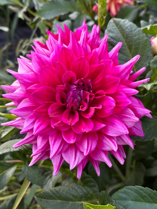 Chloe Janae Dahlia Tuber