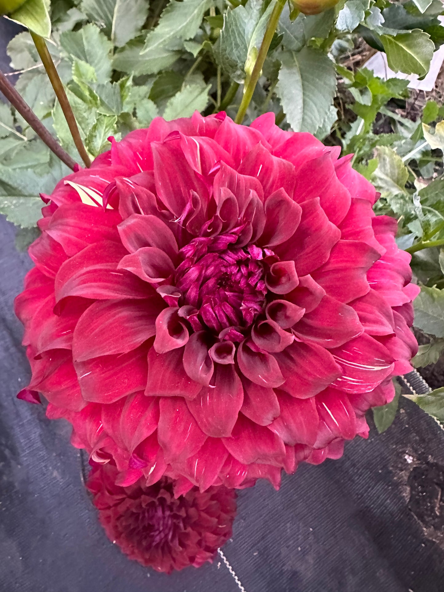 Bohemian Spartacus Dahlia