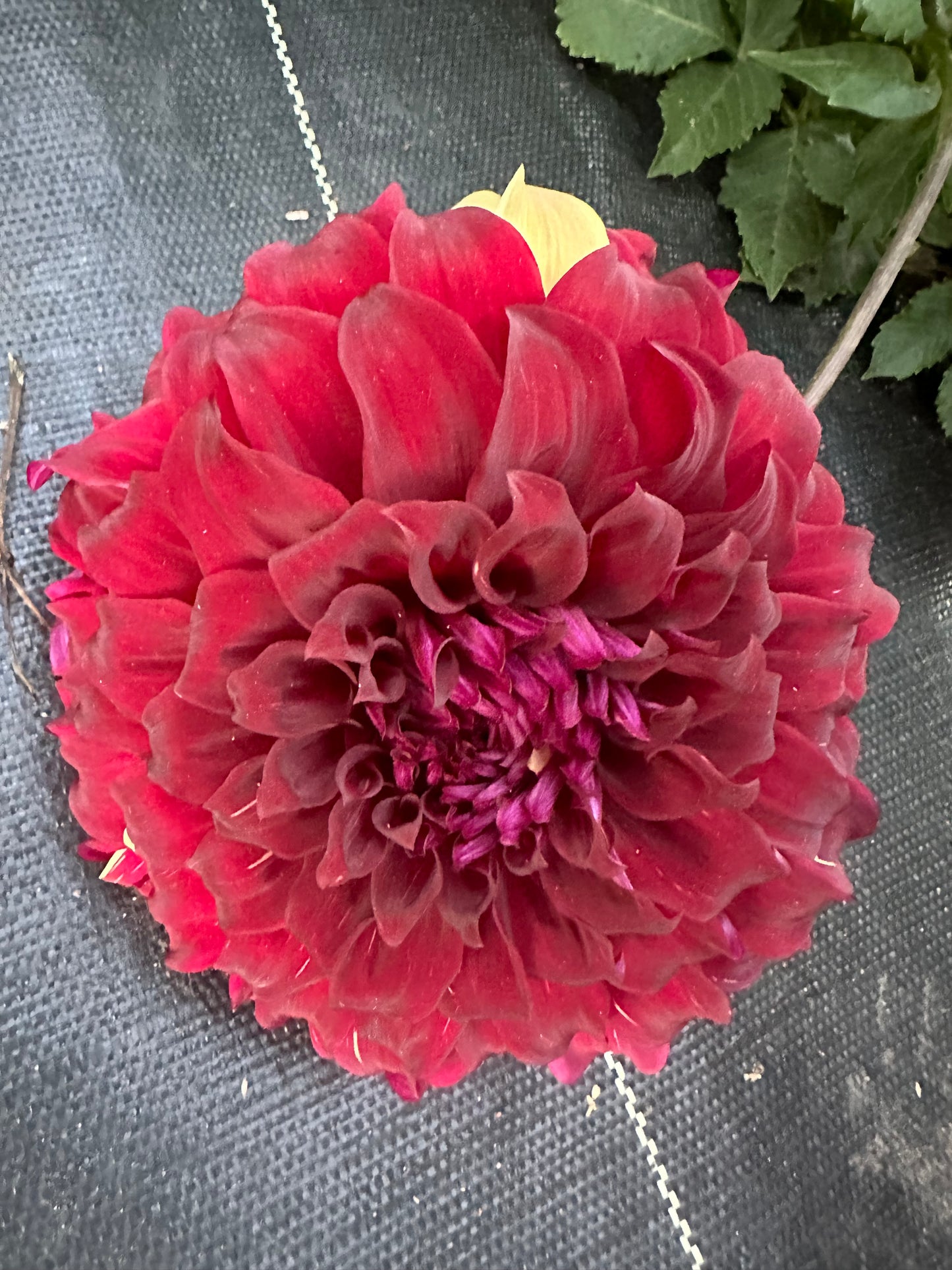 Bohemian Spartacus Dahlia